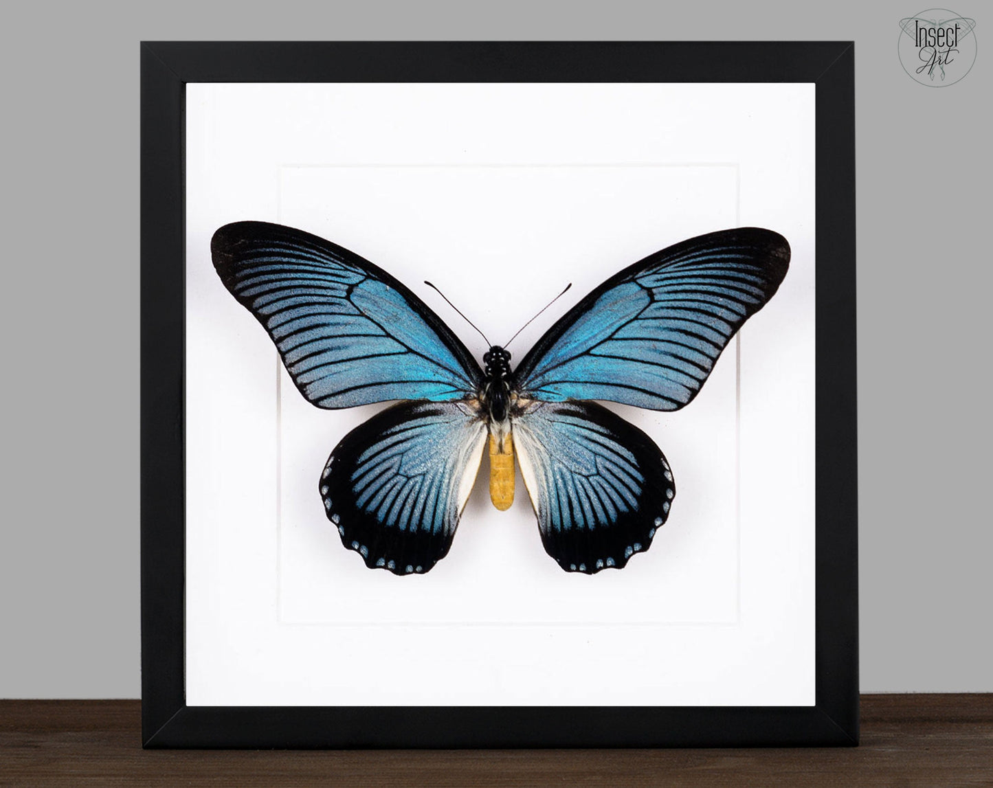 Papilio zalmoxis ♂  Schmetterling InsectArt