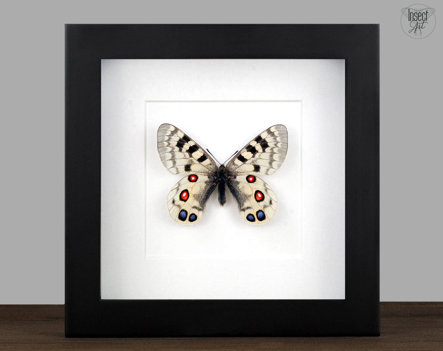 Parnassius imperator  Schmetterling InsectArt