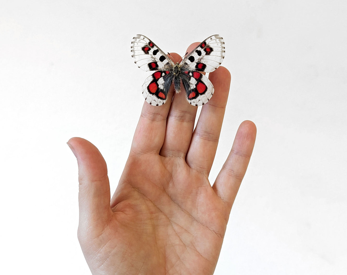 Parnassius nomion koiwayai RED  Schmetterling InsectArt