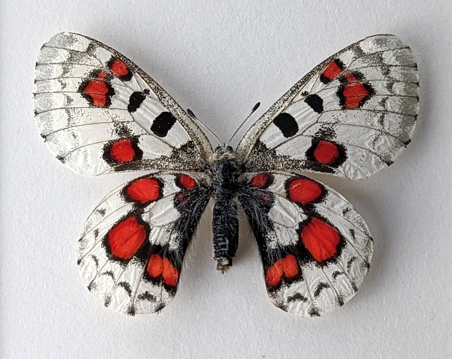 Parnassius nomion koiwayai RED  Schmetterling InsectArt