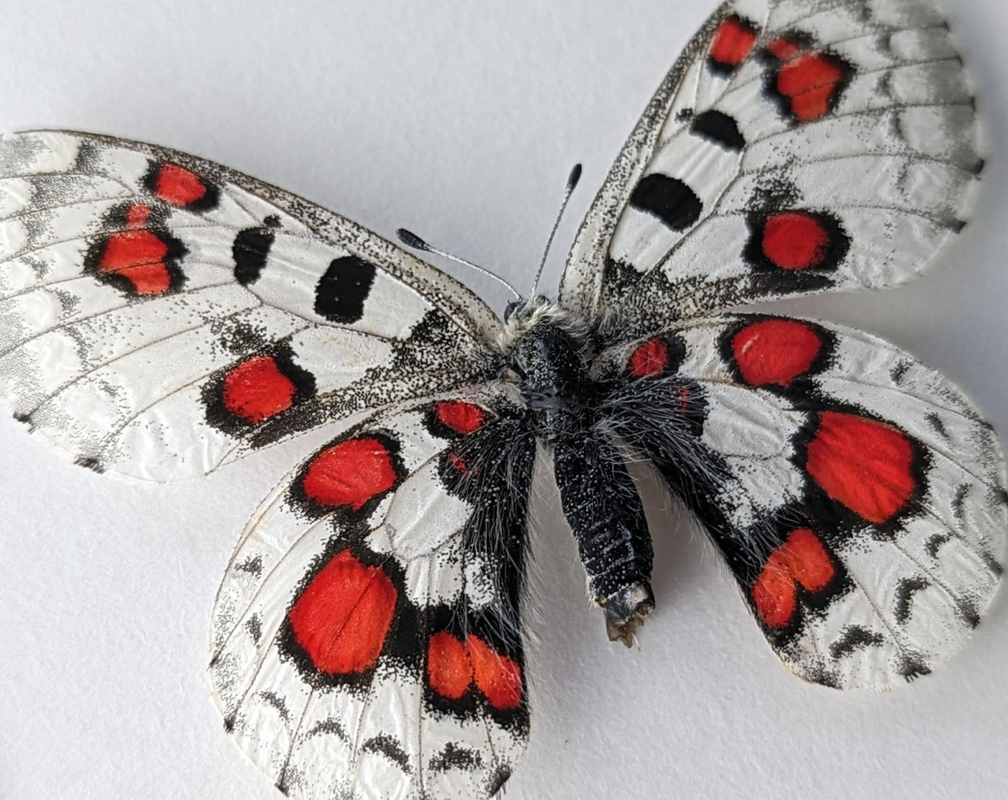 Parnassius nomion koiwayai RED  Schmetterling InsectArt