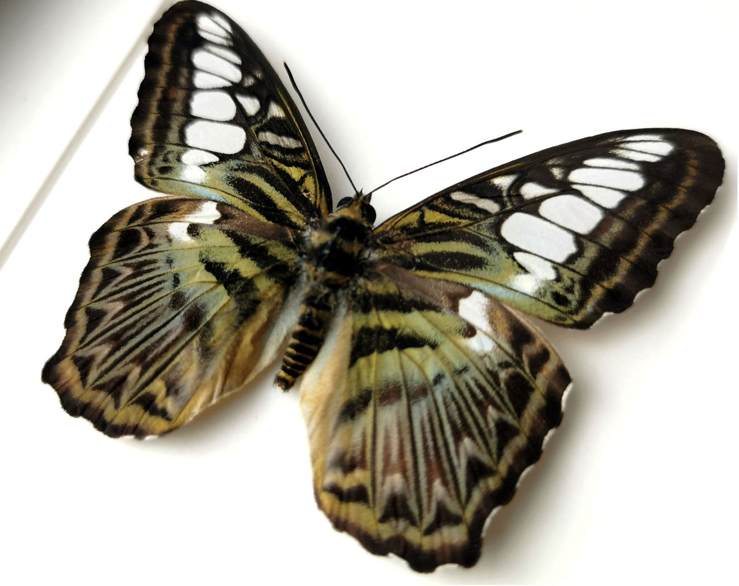 Parthenos sylvia  Schmetterling InsectArt