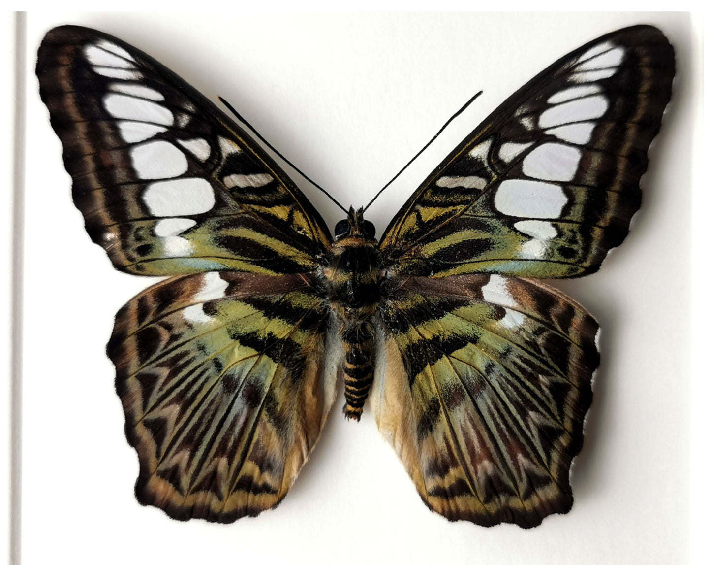 Parthenos sylvia  Schmetterling InsectArt