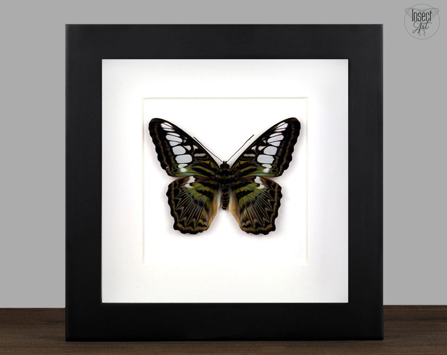 Parthenos sylvia  Schmetterling InsectArt