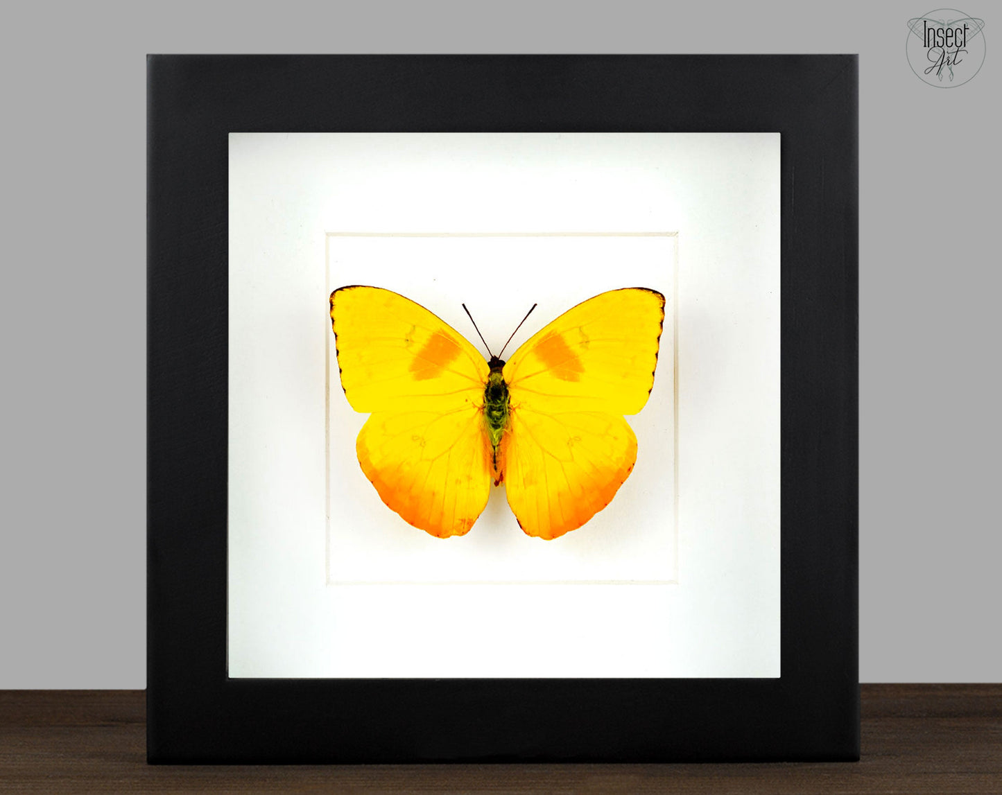 Phoebis philea  Schmetterling InsectArt