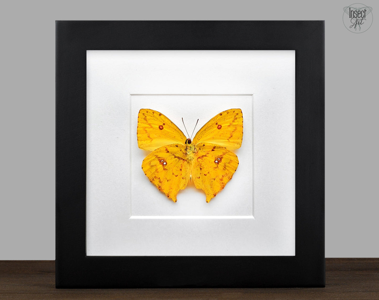 Phoebis rurina (verso) ♂  Schmetterling InsectArt