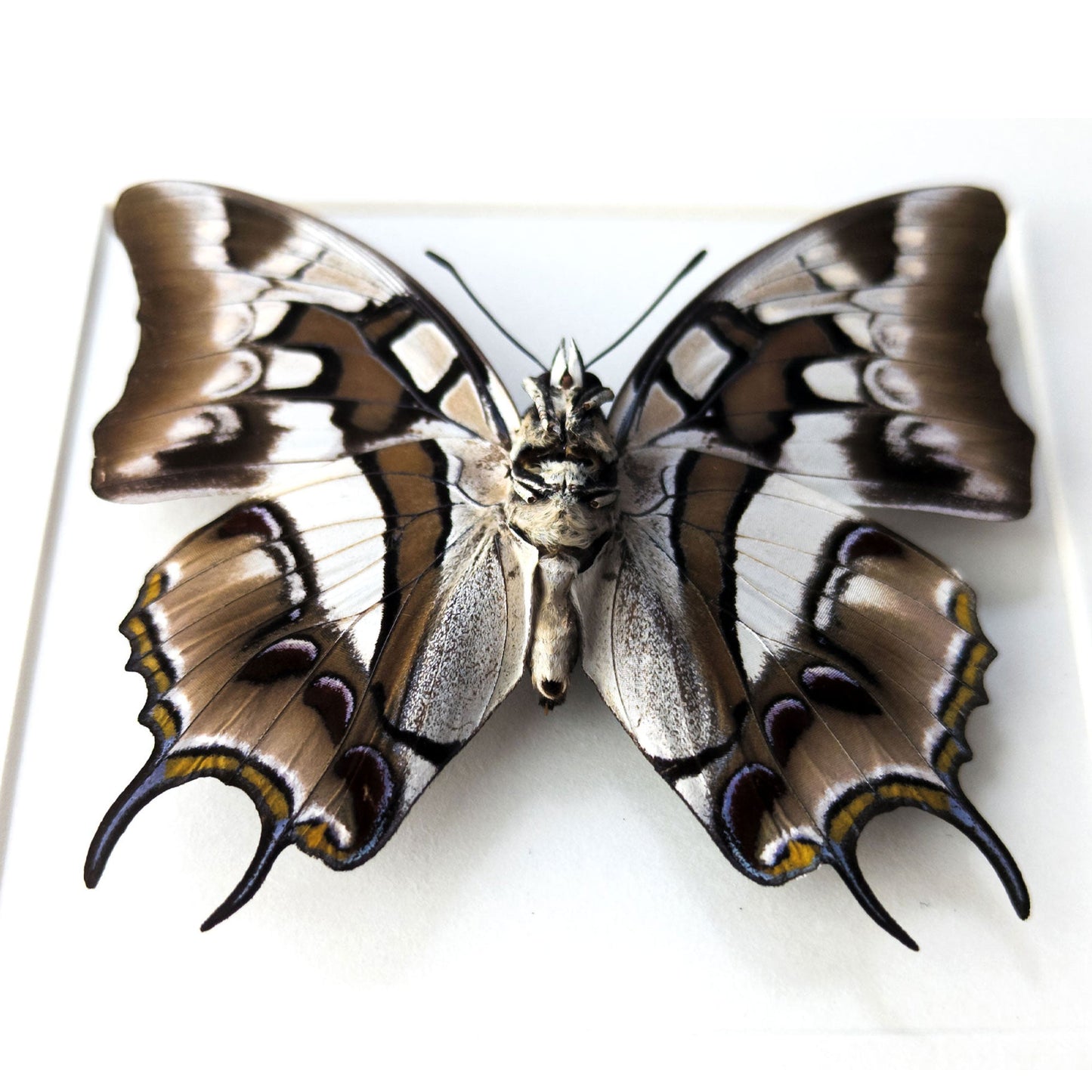 Polyura cognatus (verso)  Schmetterling InsectArt