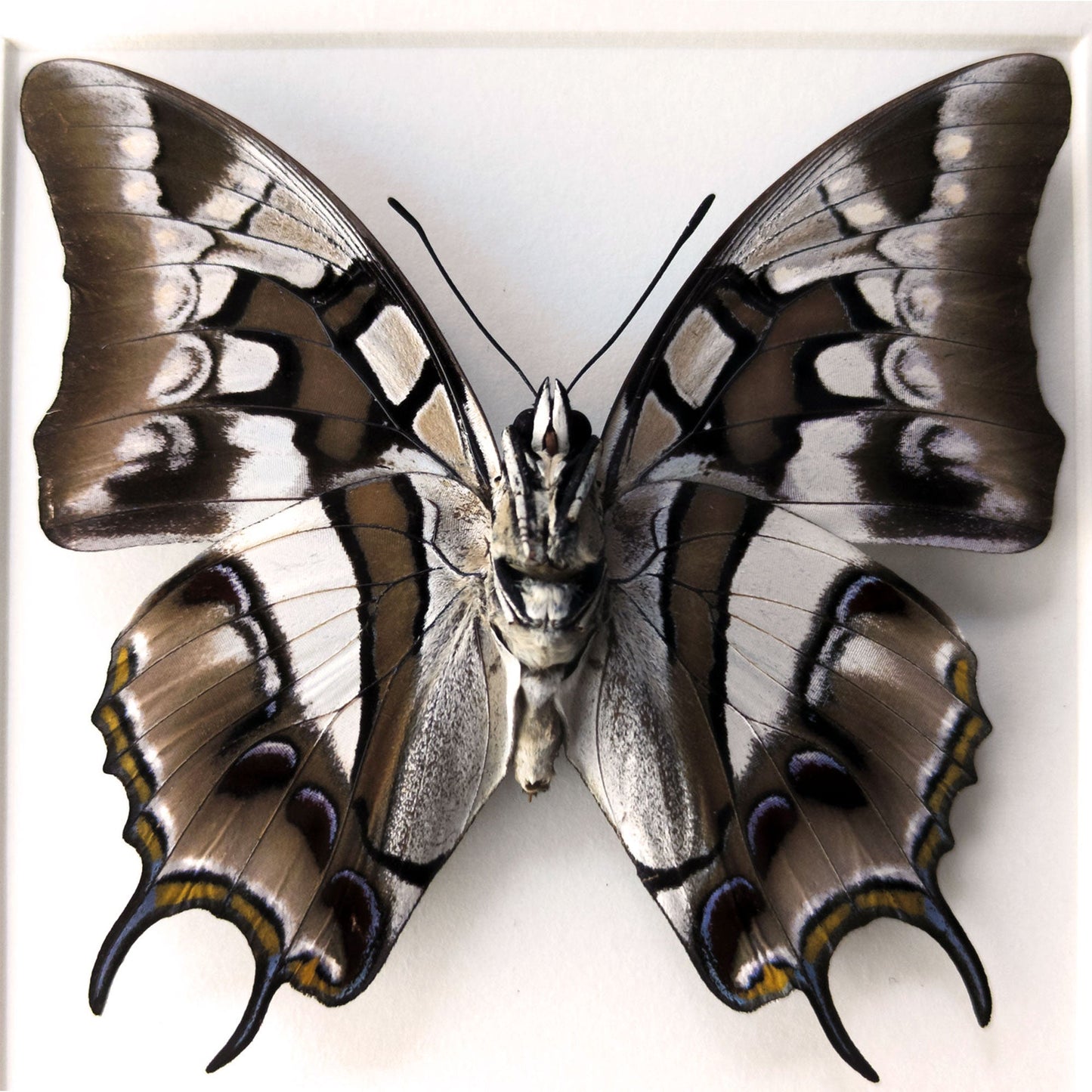 Polyura cognatus (verso)  Schmetterling InsectArt