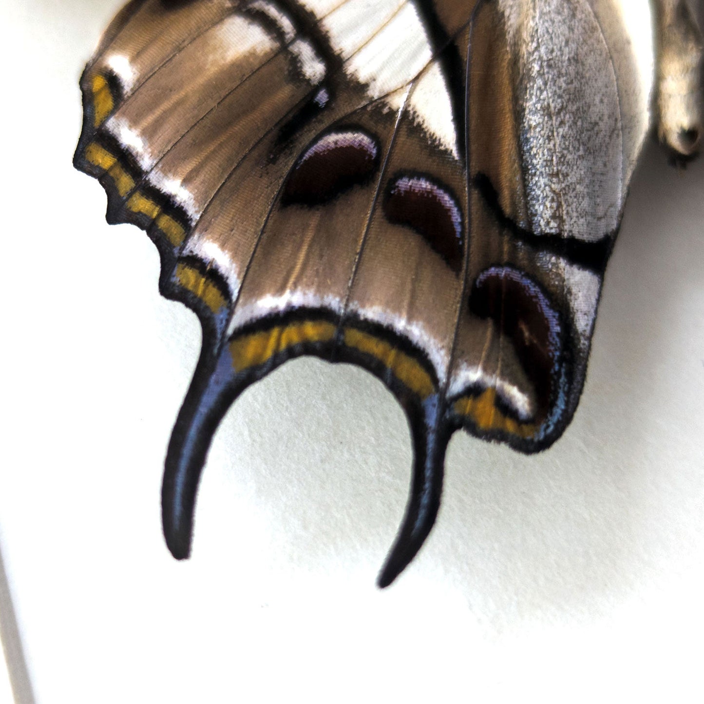 Polyura cognatus (verso)  Schmetterling InsectArt