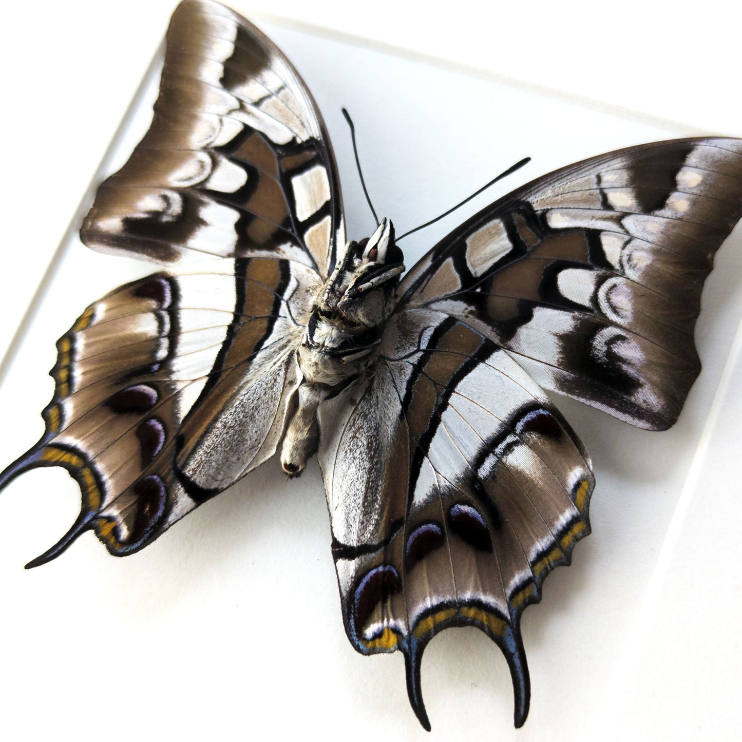 Polyura cognatus (verso)  Schmetterling InsectArt