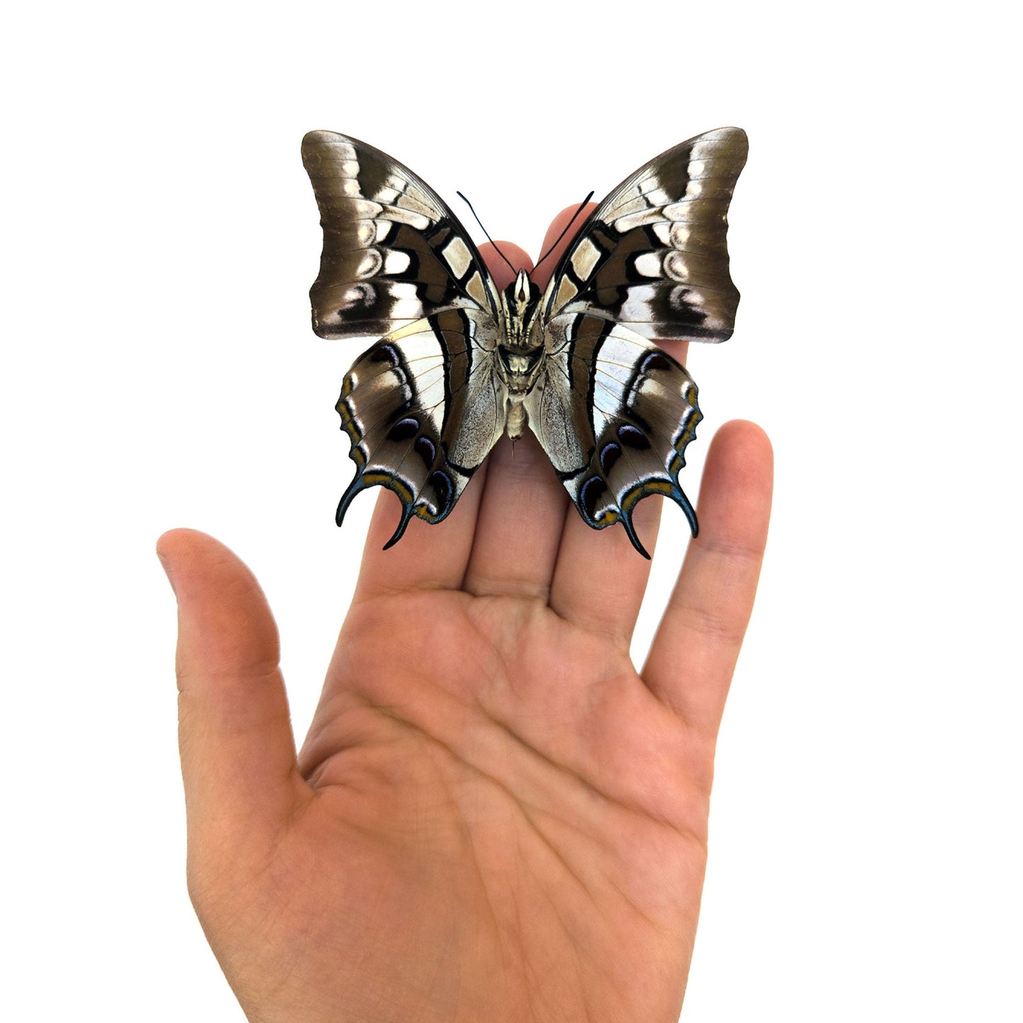 Polyura cognatus (verso)  Schmetterling InsectArt