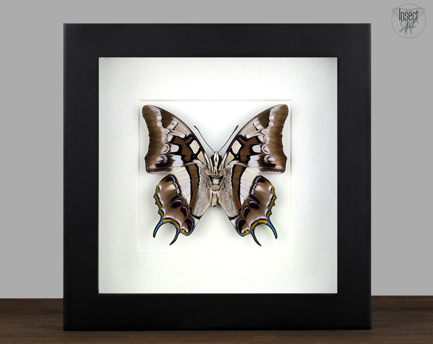 Polyura cognatus (verso)  Schmetterling InsectArt