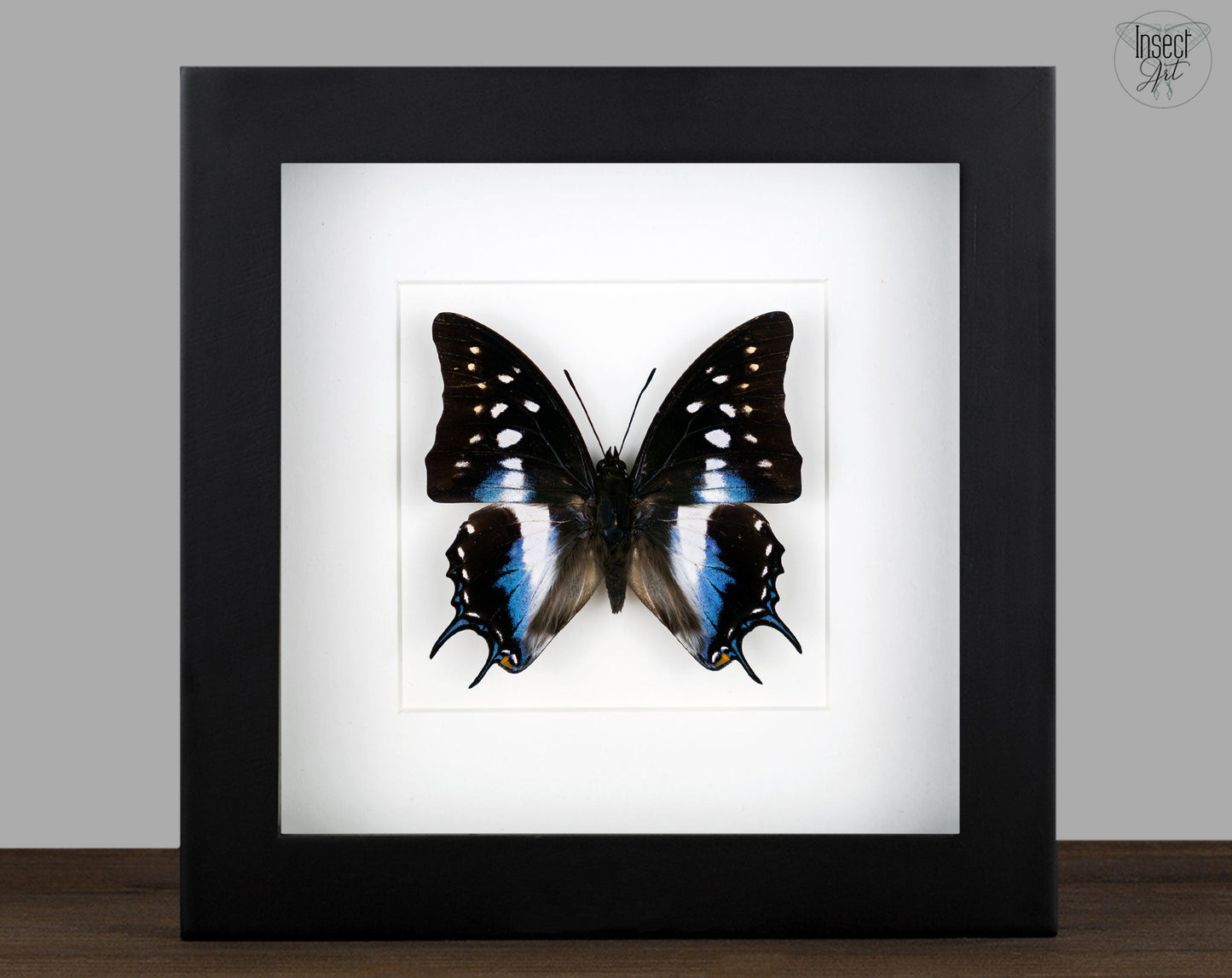 Polyura cognatus  Schmetterling InsectArt