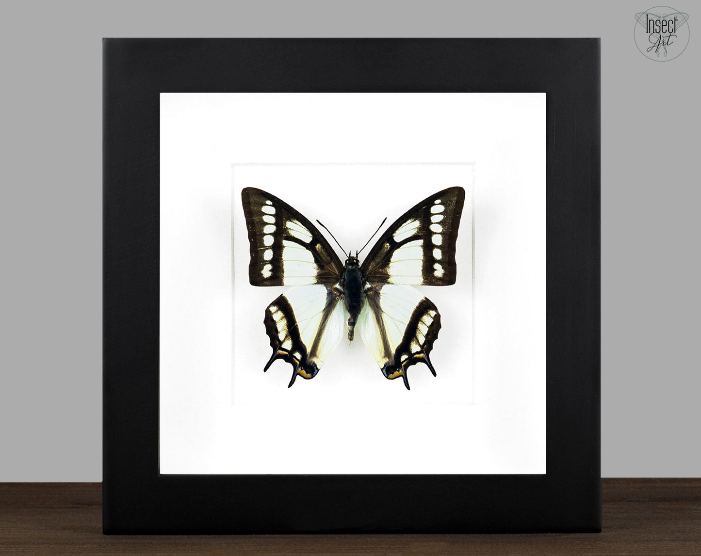 Polyura narcaea  Schmetterling InsectArt