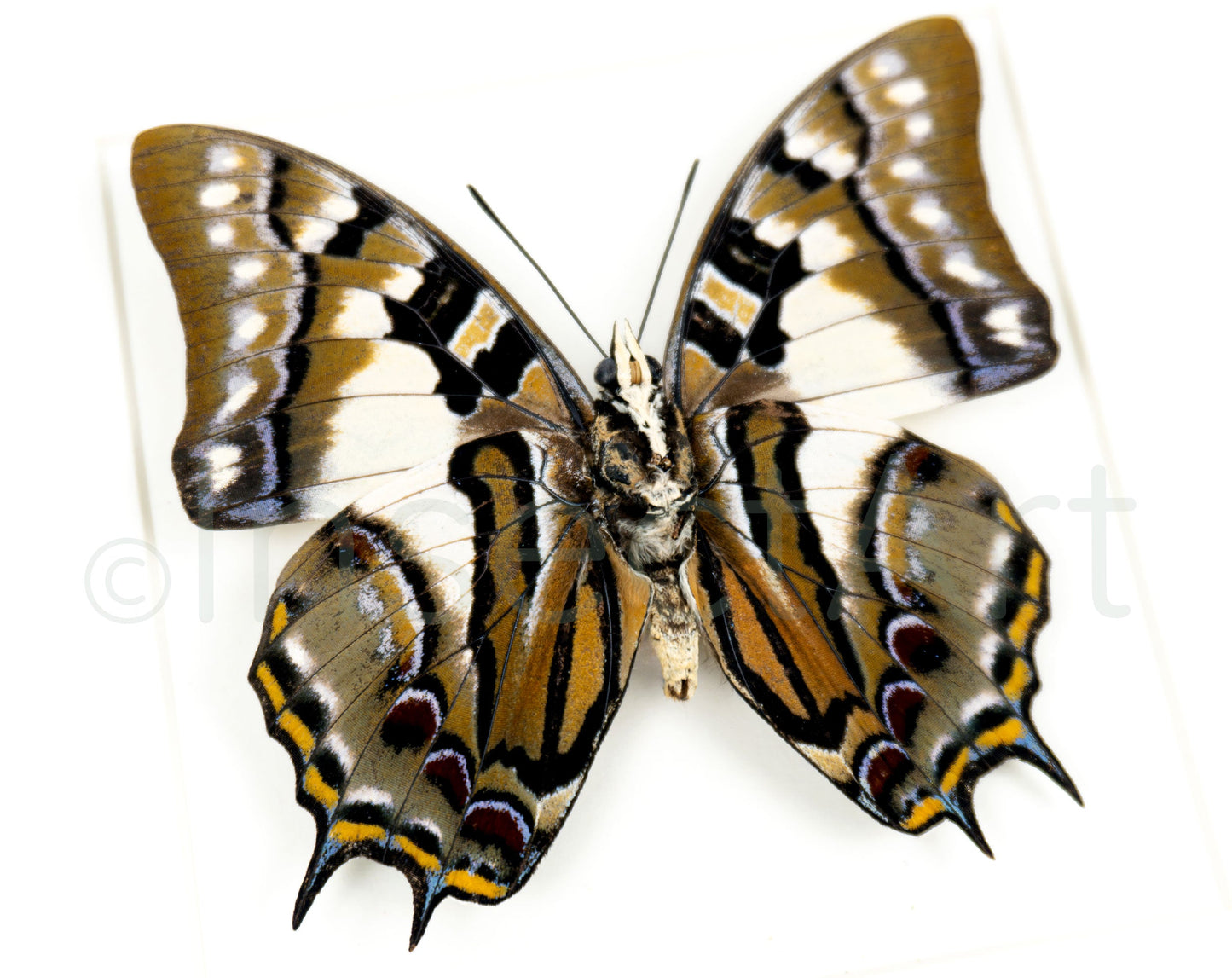 Polyura pyrrhus (verso)  Schmetterling InsectArt