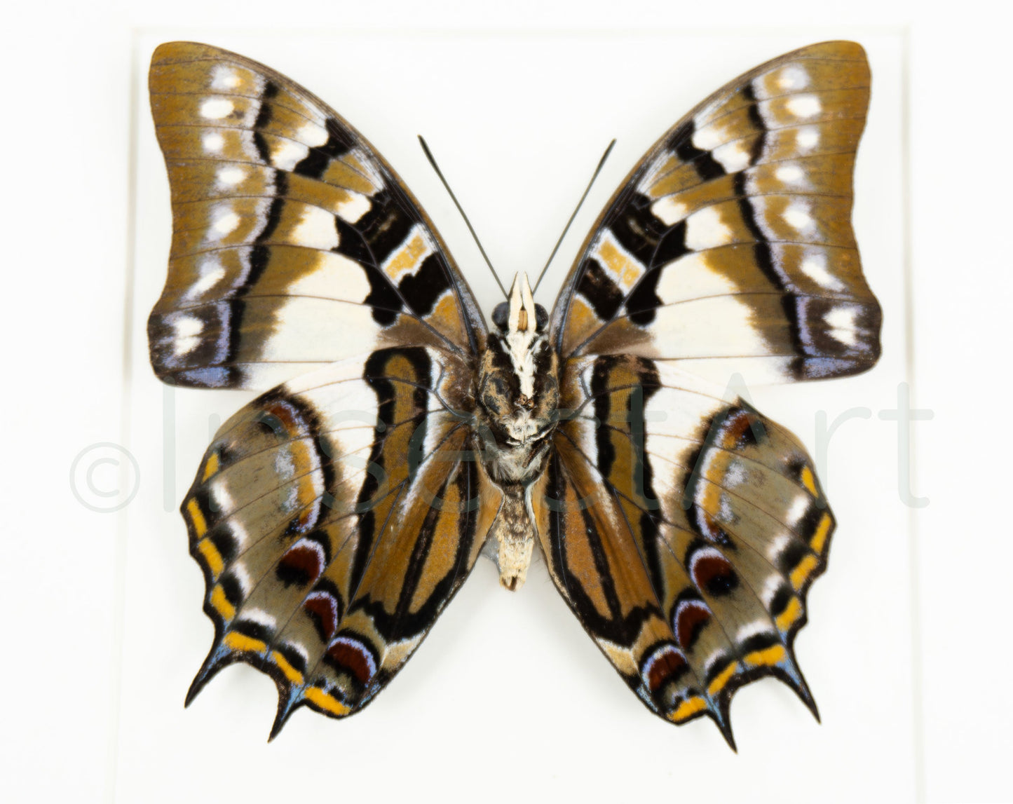 Polyura pyrrhus (verso)  Schmetterling InsectArt