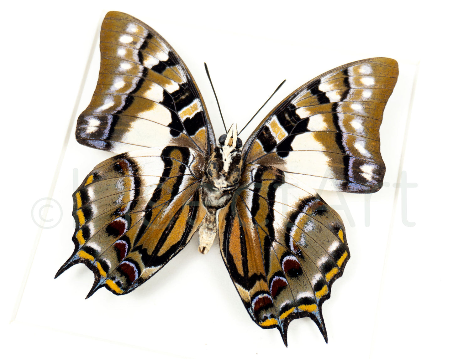 Polyura pyrrhus (verso)  Schmetterling InsectArt