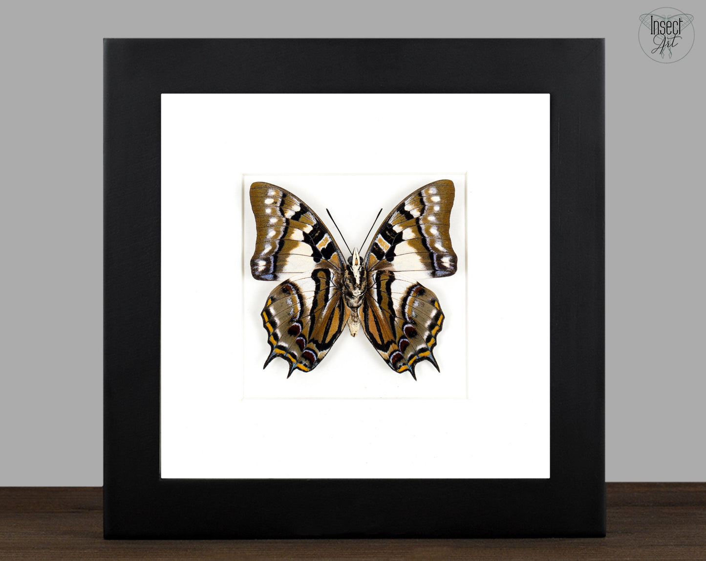 Polyura pyrrhus (verso)  Schmetterling InsectArt