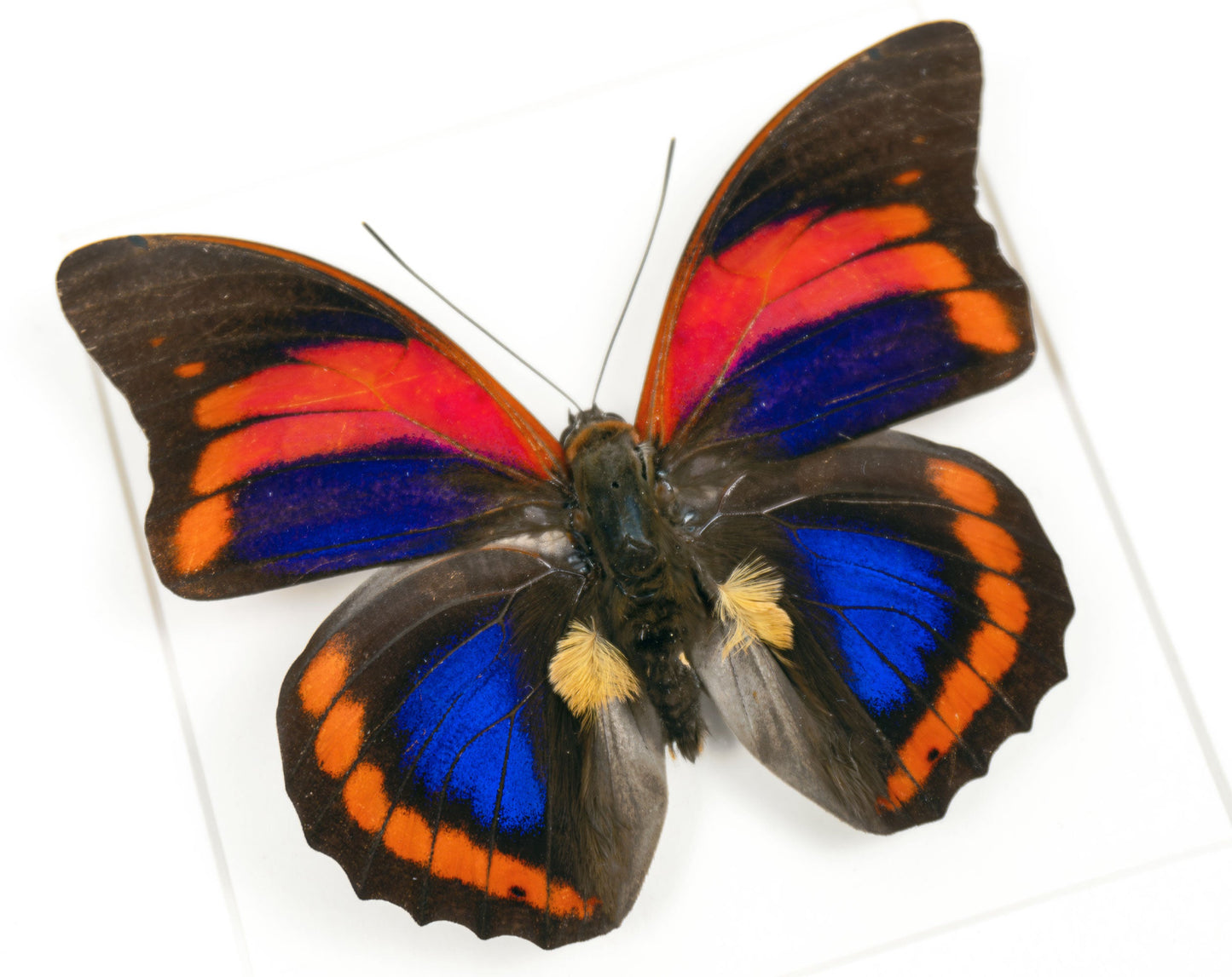 Prepona praeneste buckleyana  Schmetterling im Rahmen InsectArt