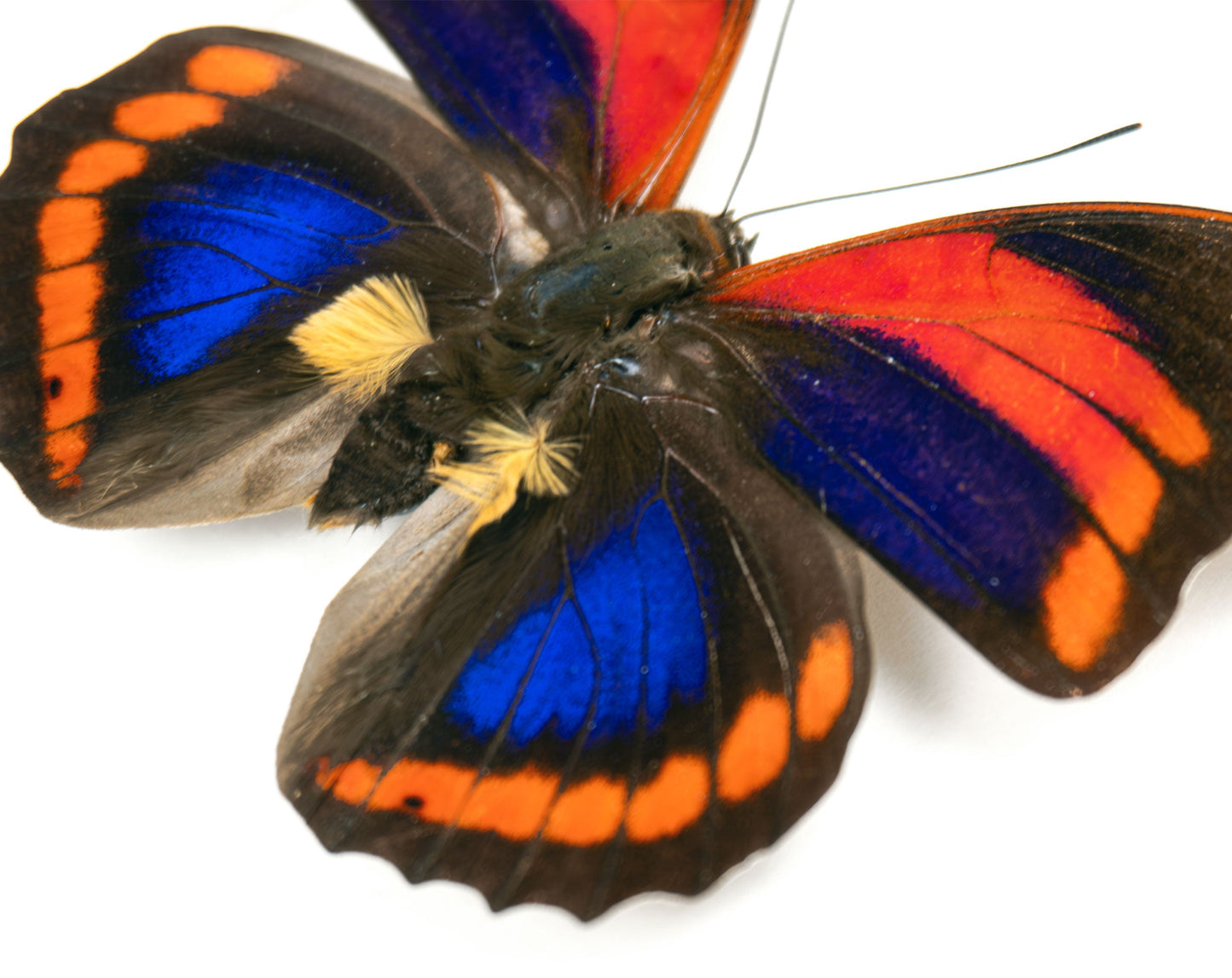Prepona praeneste buckleyana  Schmetterling im Rahmen InsectArt
