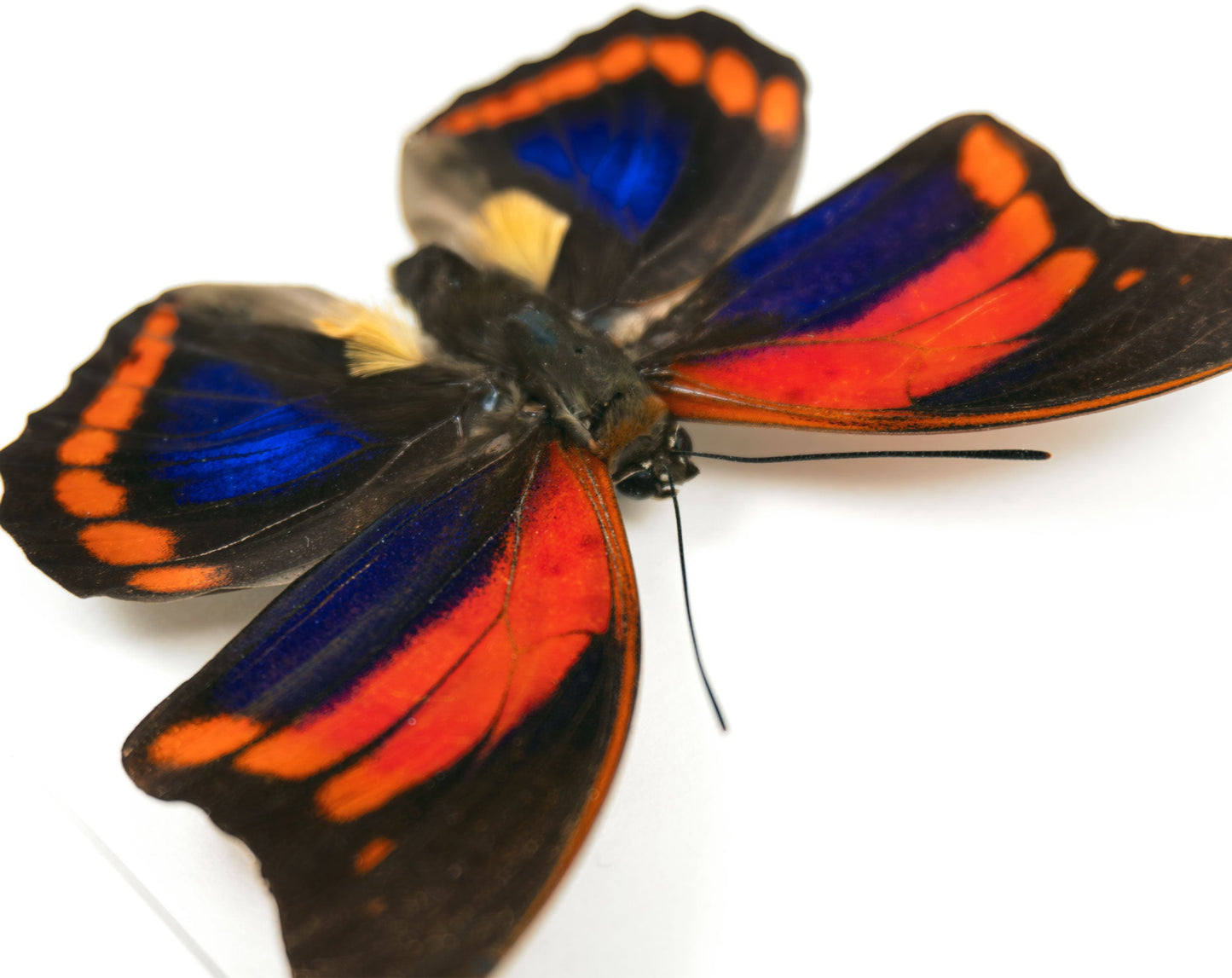 Prepona praeneste buckleyana  Schmetterling im Rahmen InsectArt