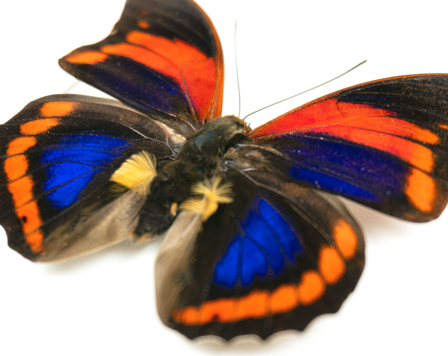 Prepona praeneste buckleyana  Schmetterling im Rahmen InsectArt