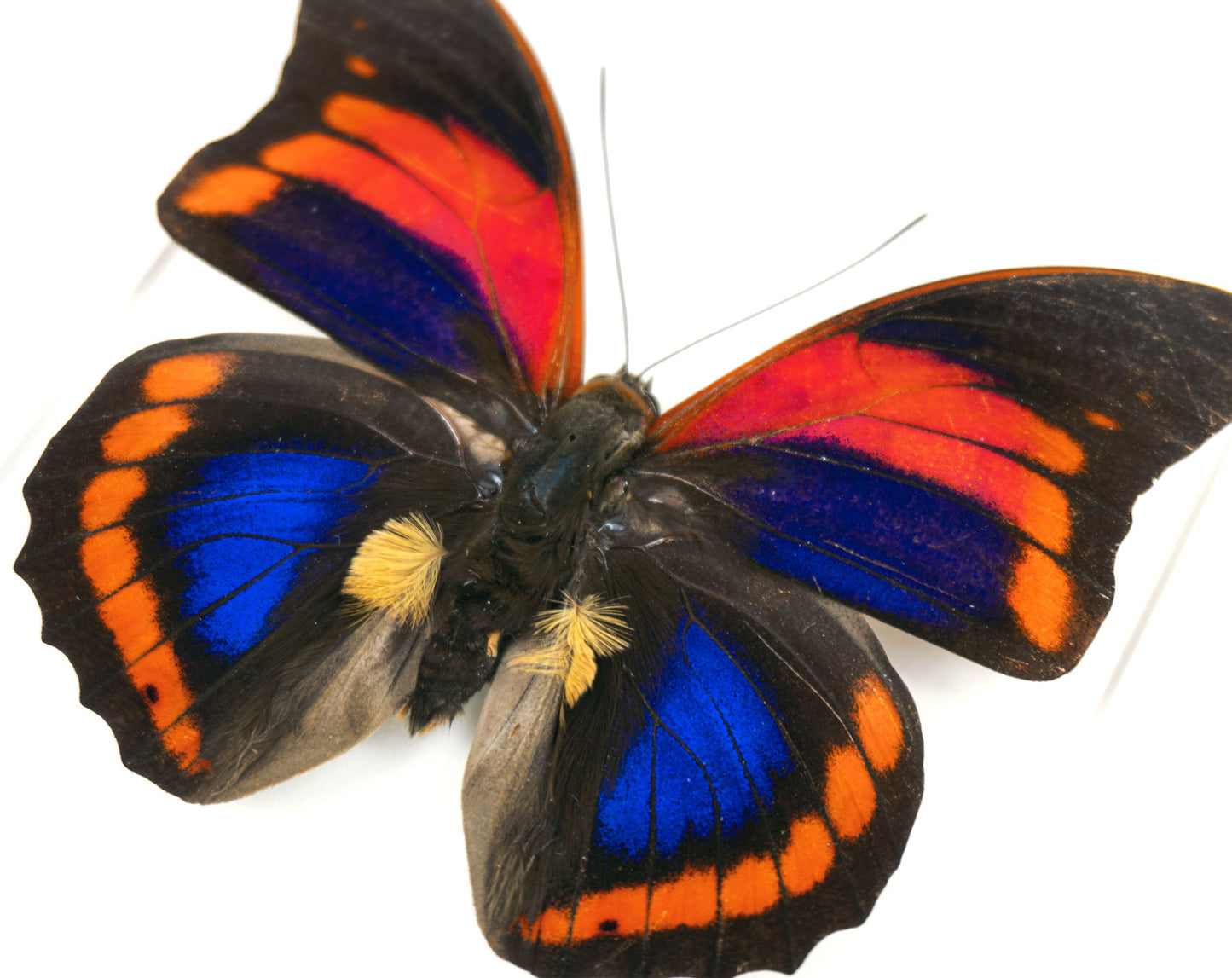 Prepona praeneste buckleyana  Schmetterling im Rahmen InsectArt