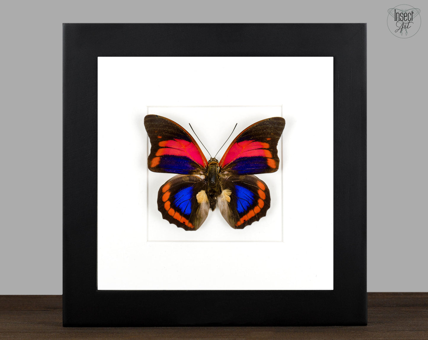 Prepona praeneste buckleyana  Schmetterling im Rahmen InsectArt