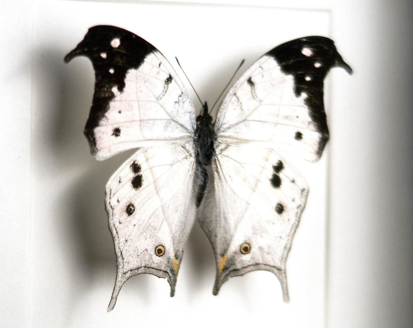 Salamis anacardii  Schmetterling InsectArt