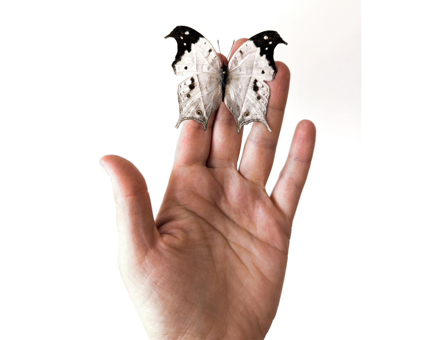 Salamis anacardii  Schmetterling InsectArt