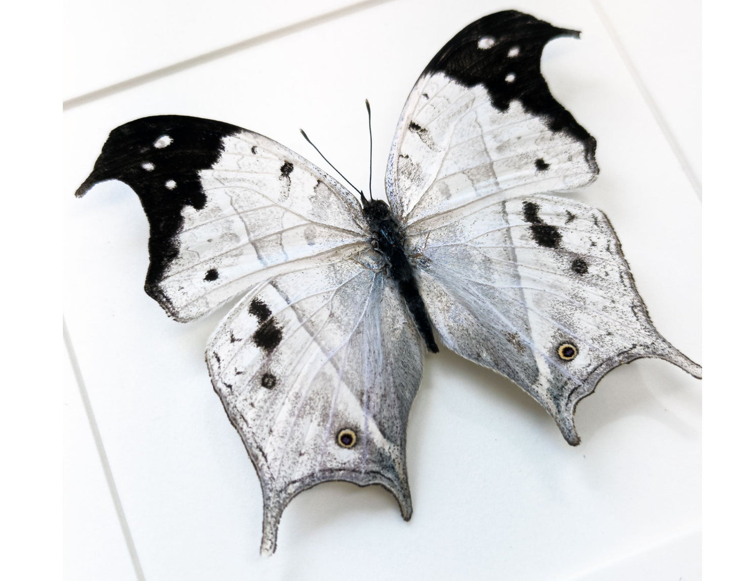 Salamis anacardii  Schmetterling InsectArt