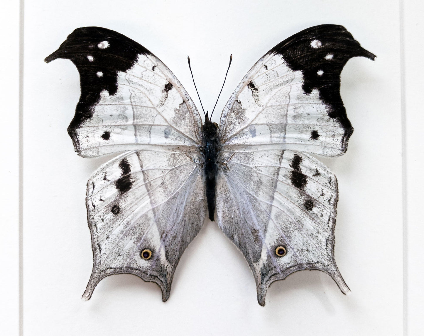 Salamis anacardii  Schmetterling InsectArt