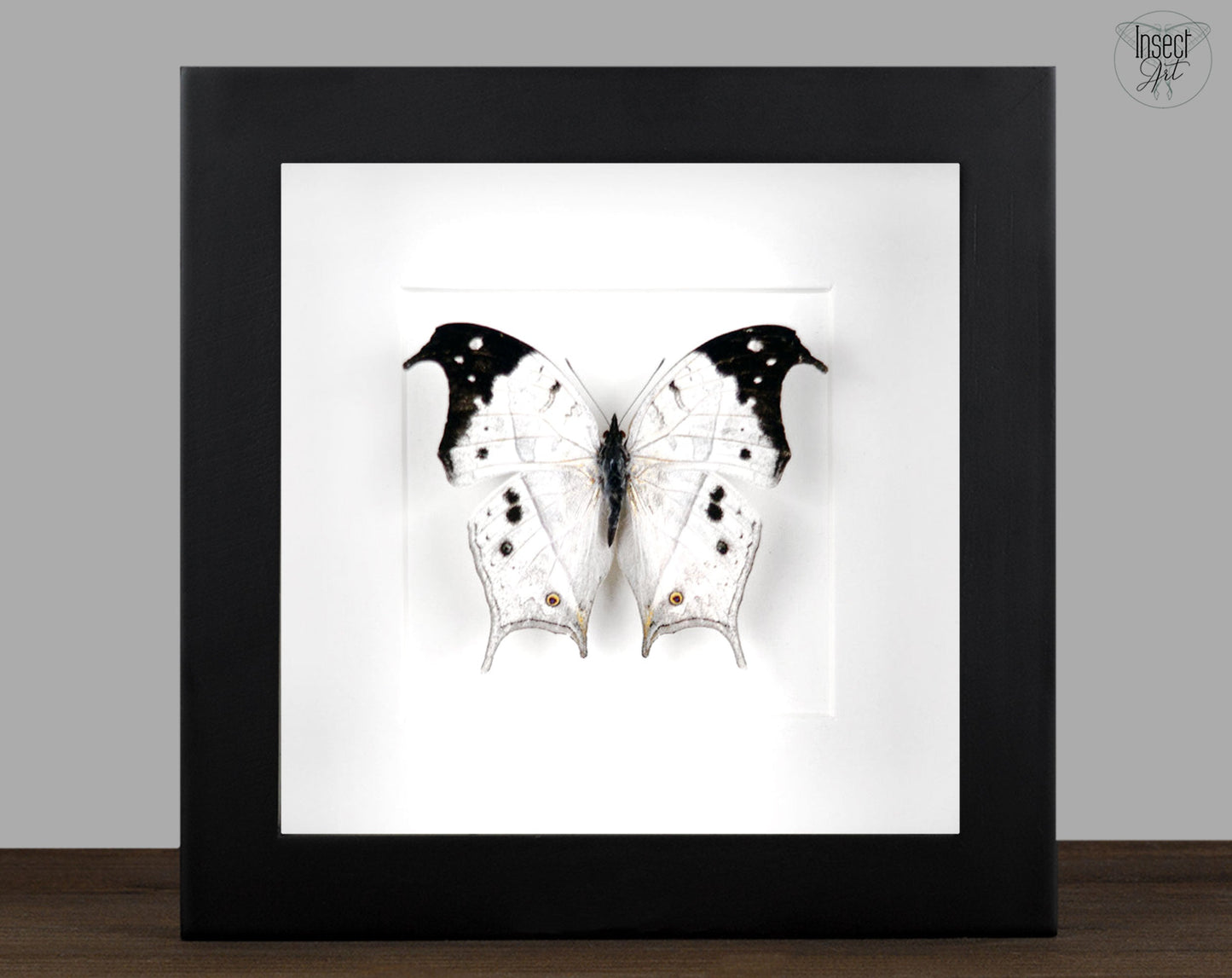 Salamis anacardii  Schmetterling InsectArt