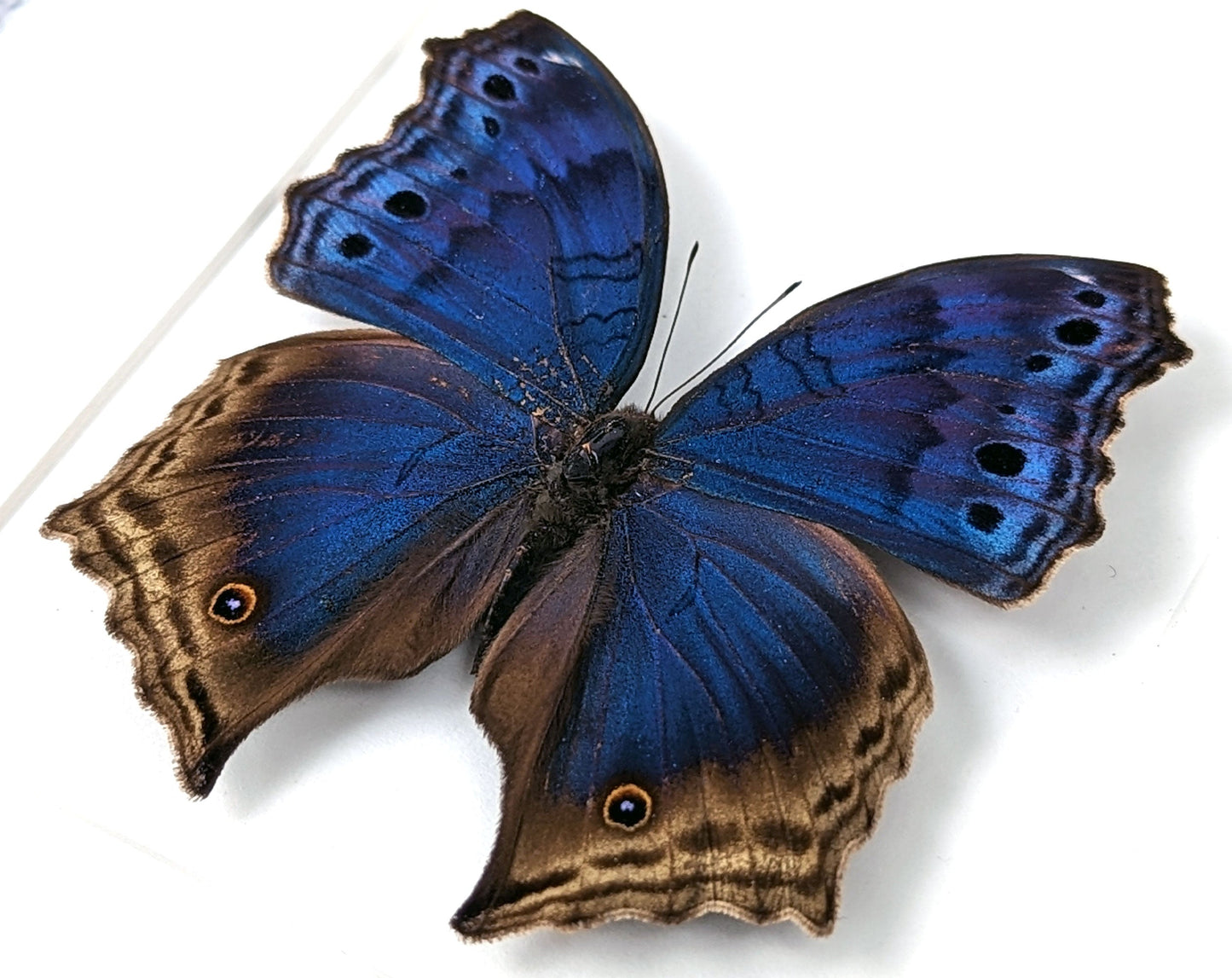 Salamis temora  Schmetterling InsectArt