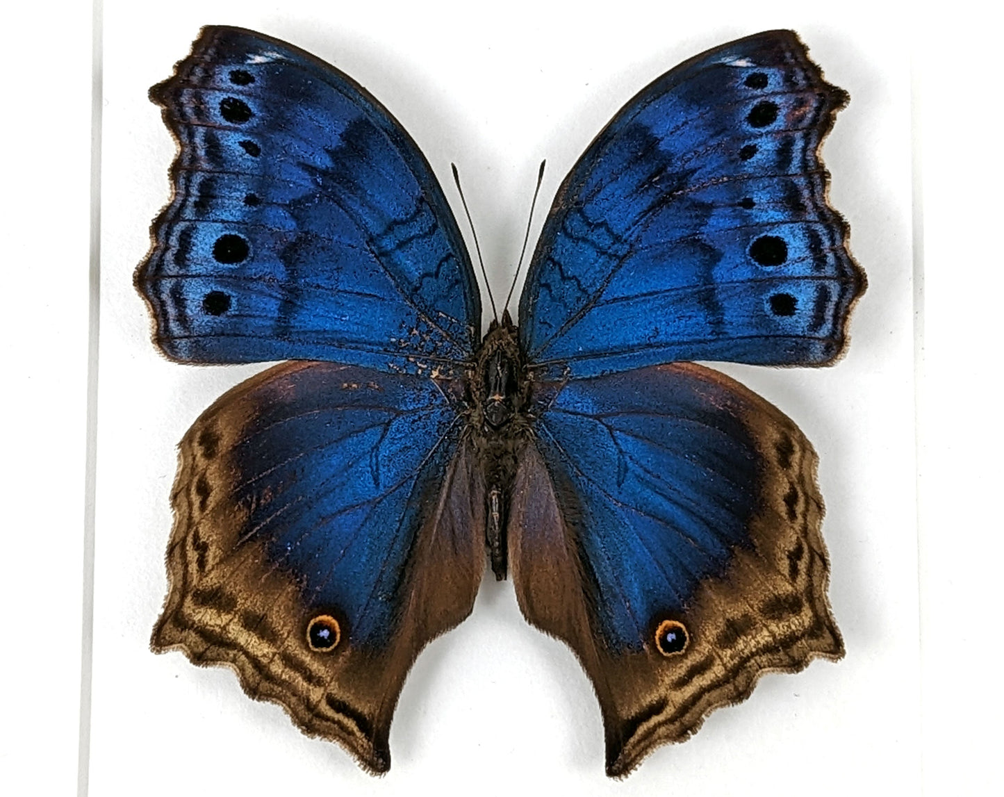 Salamis temora  Schmetterling InsectArt