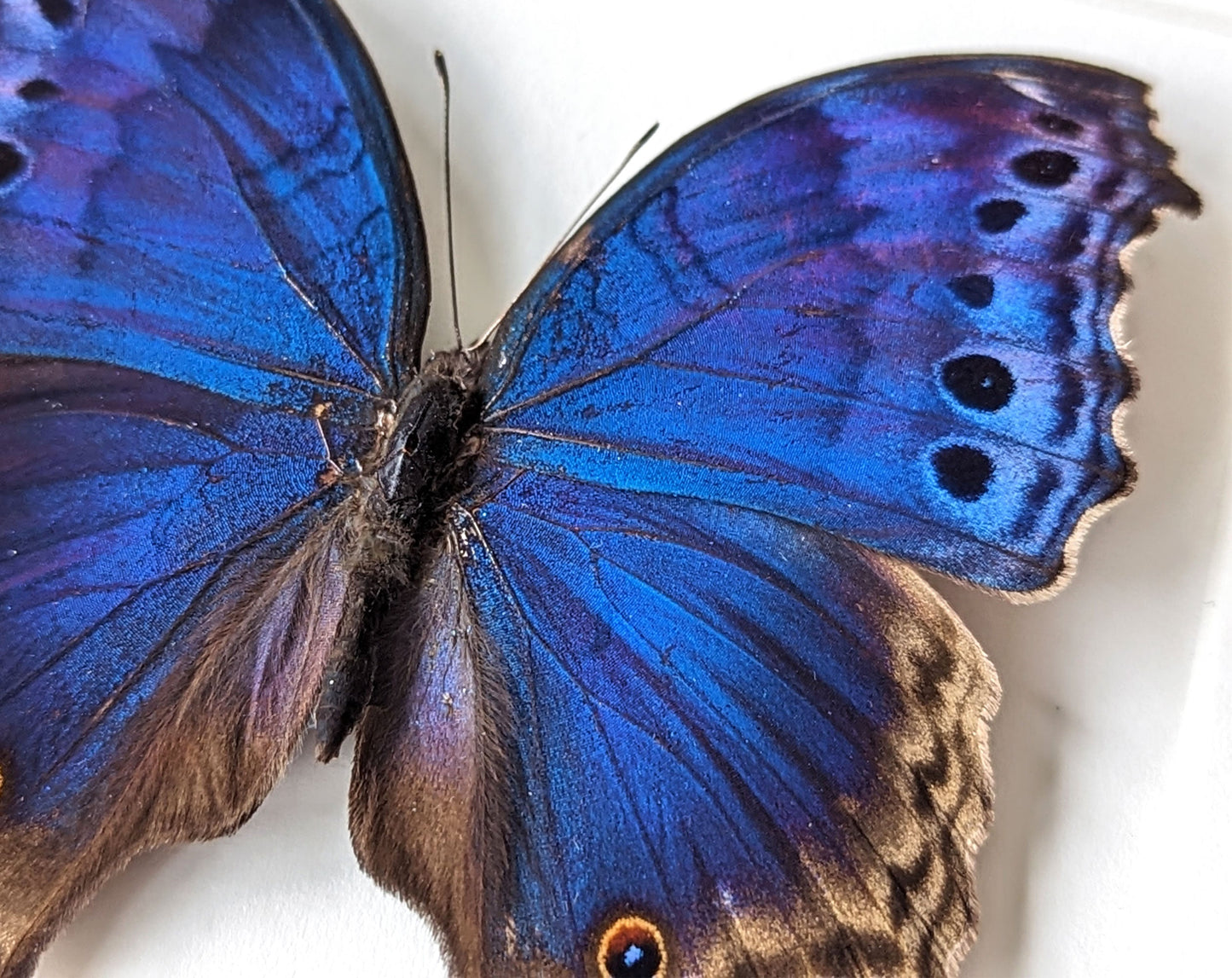 Salamis temora  Schmetterling InsectArt