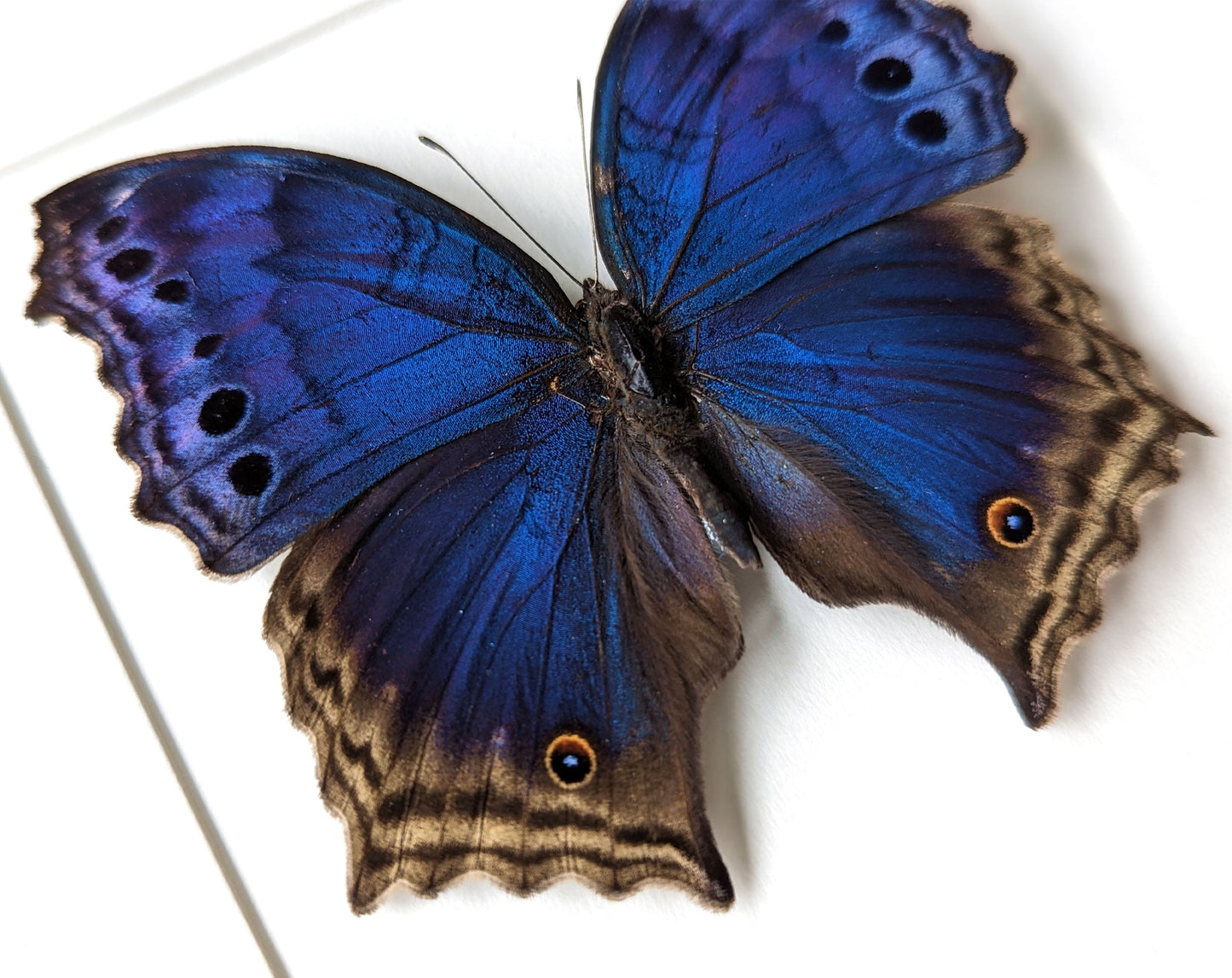 Salamis temora  Schmetterling InsectArt