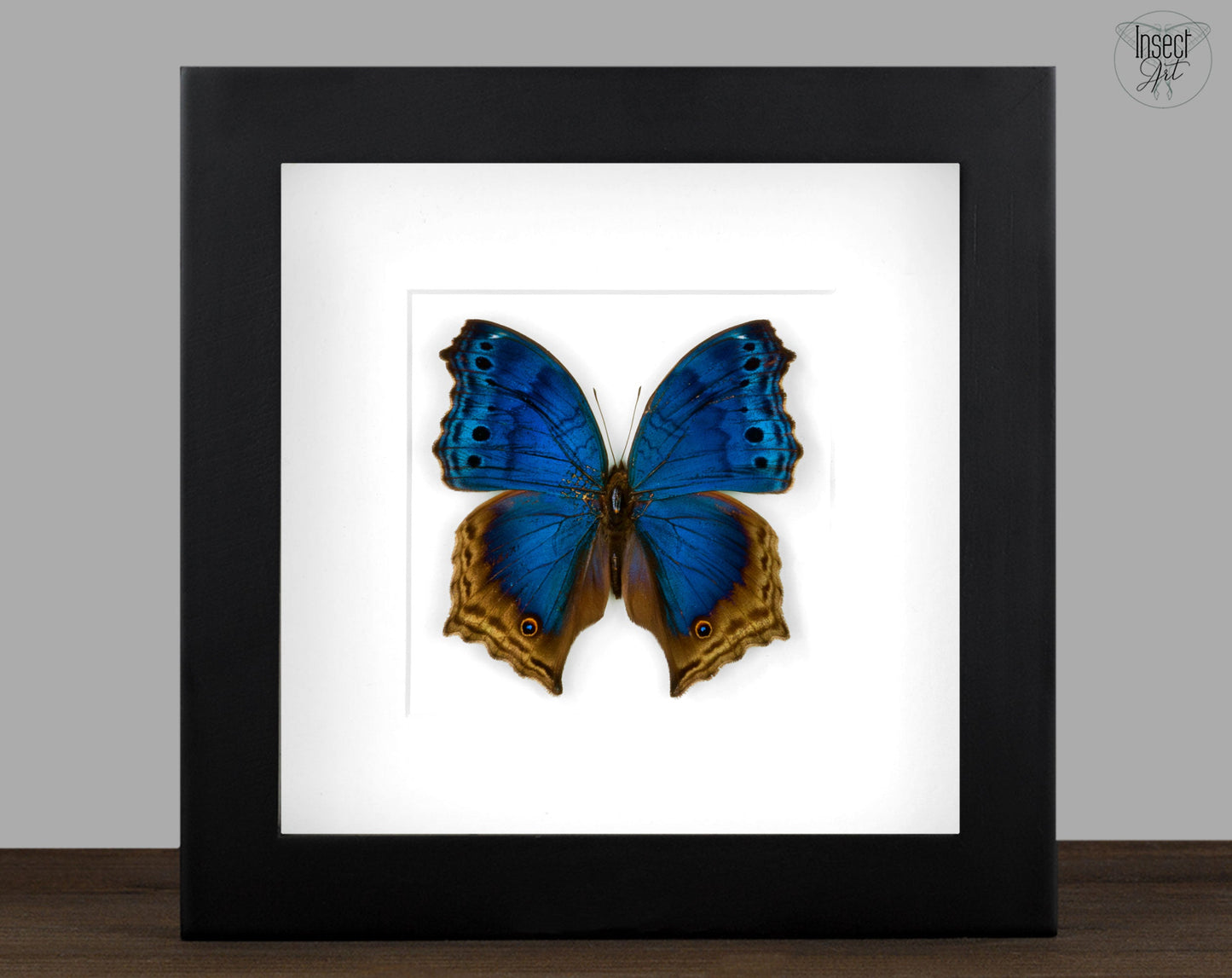 Salamis temora  Schmetterling InsectArt