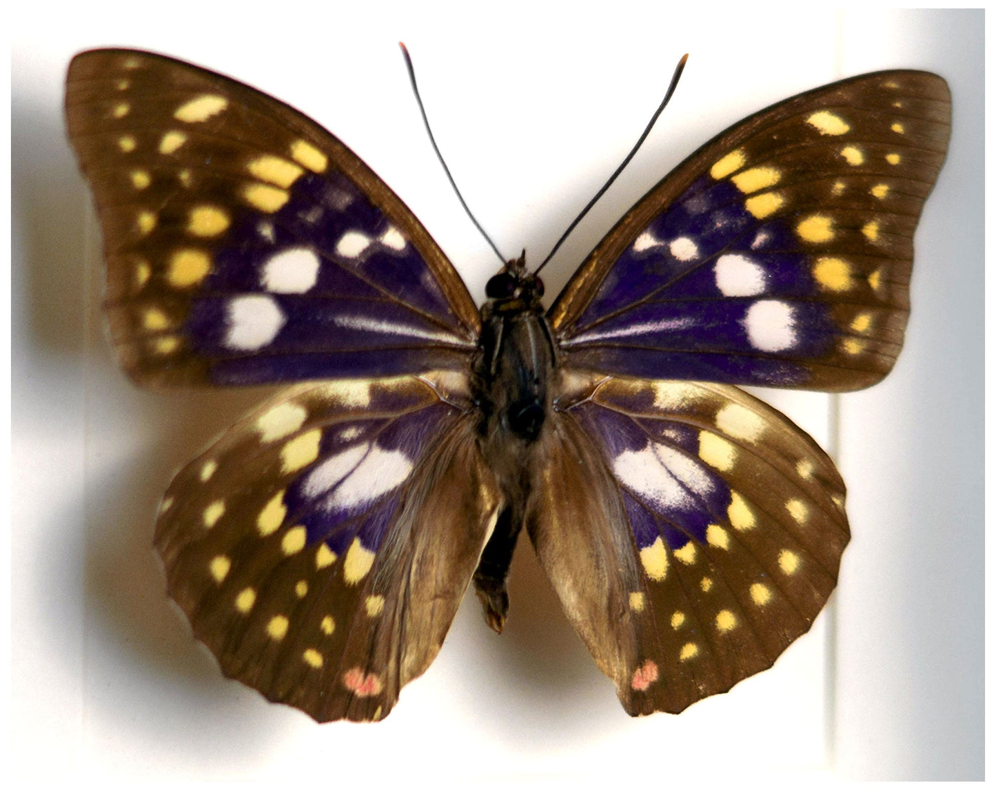 Sasakia charonda  Schmetterling InsectArt