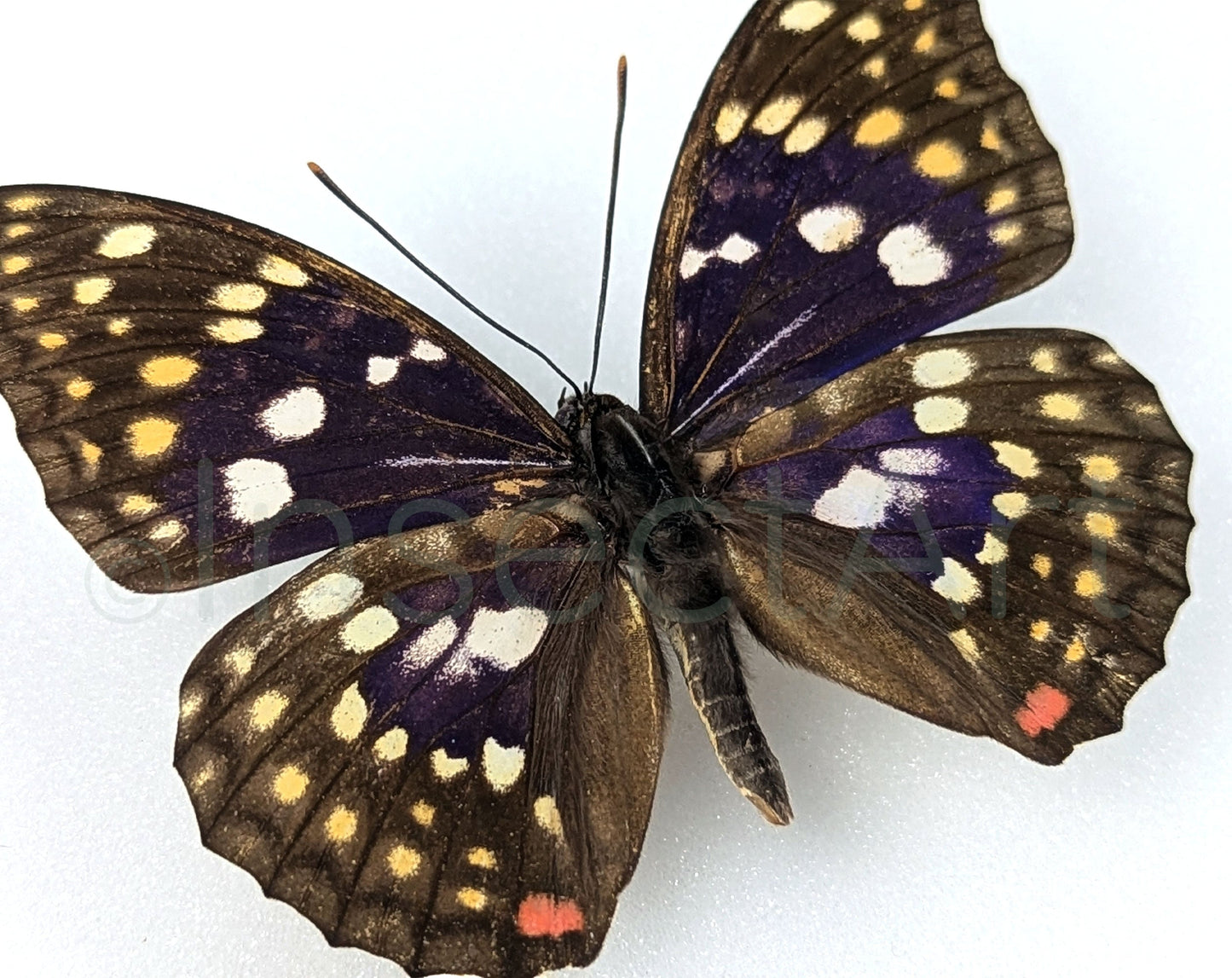 Sasakia charonda  Schmetterling InsectArt