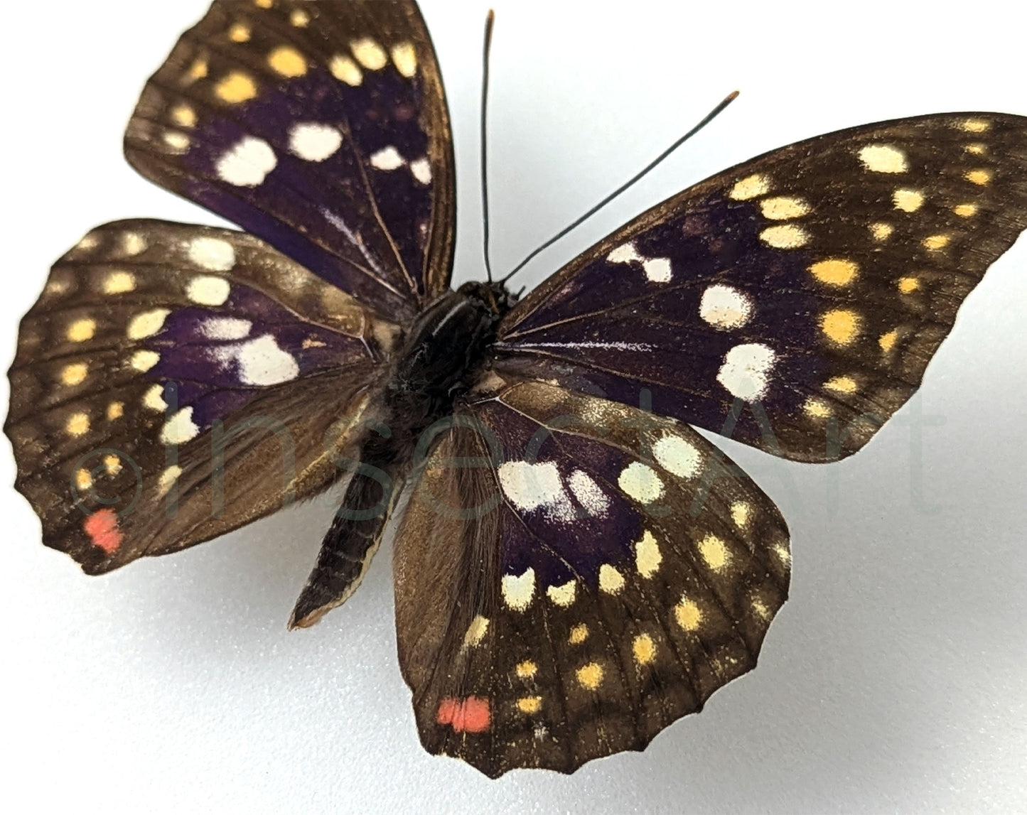 Sasakia charonda  Schmetterling InsectArt