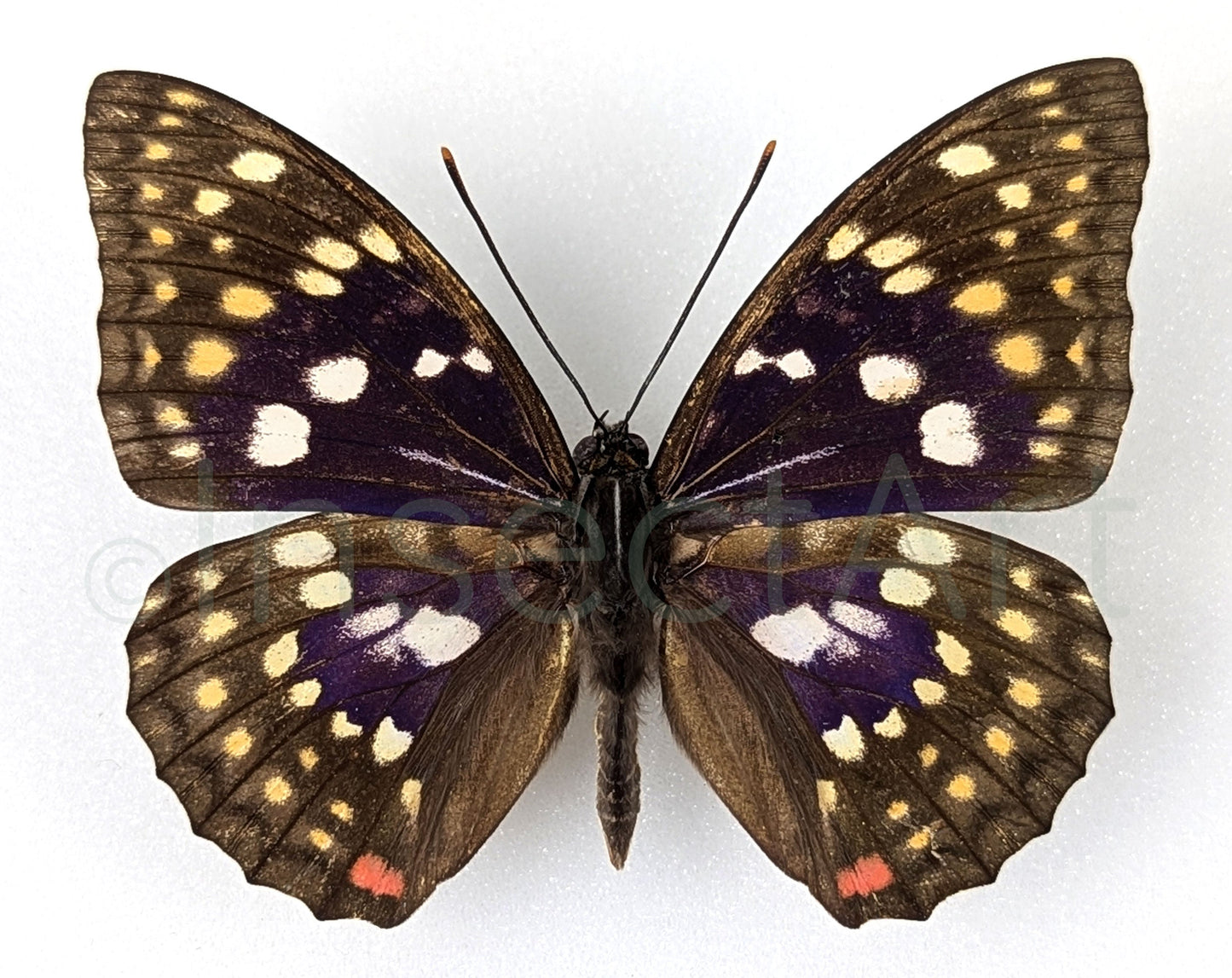 Sasakia charonda  Schmetterling InsectArt