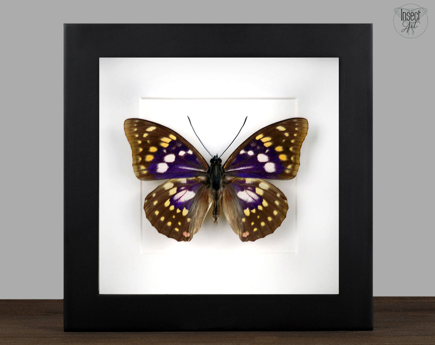 Sasakia charonda  Schmetterling InsectArt