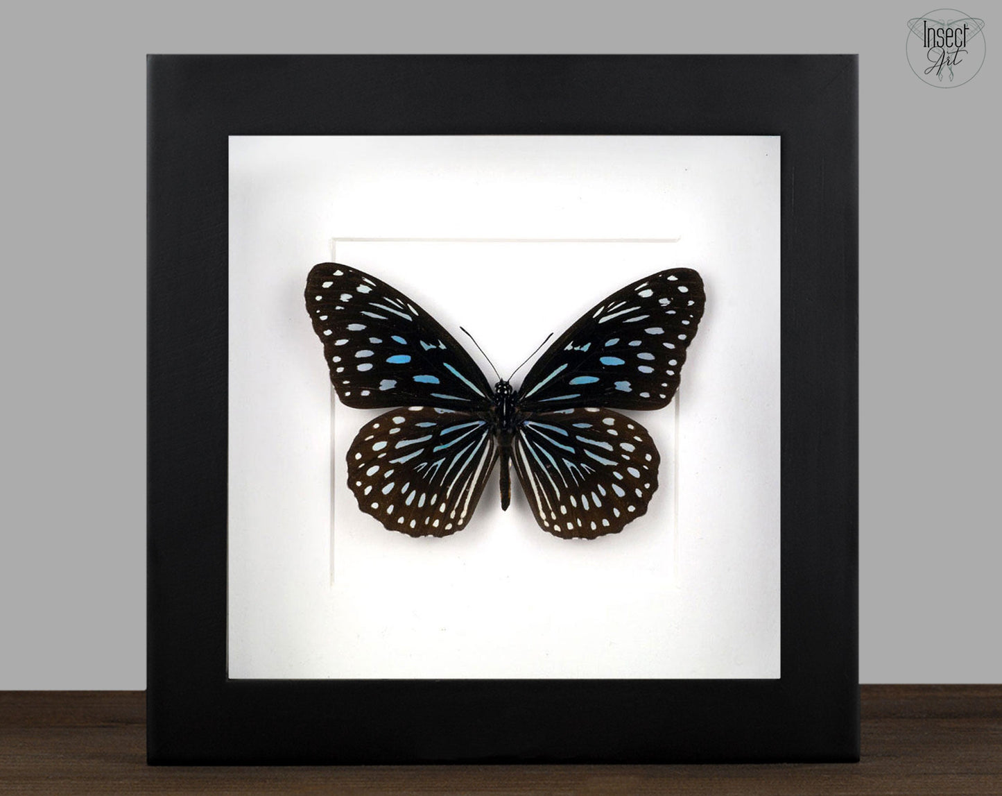 Tirumala limniace ♂  Schmetterling InsectArt