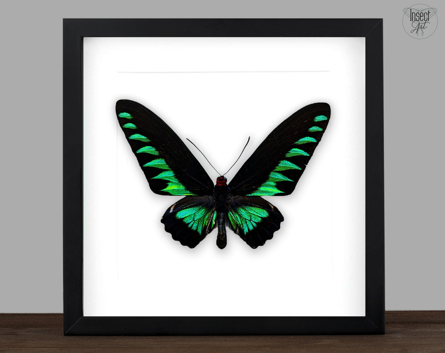 Trogonoptera brookiana ♂  Schmetterling InsectArt