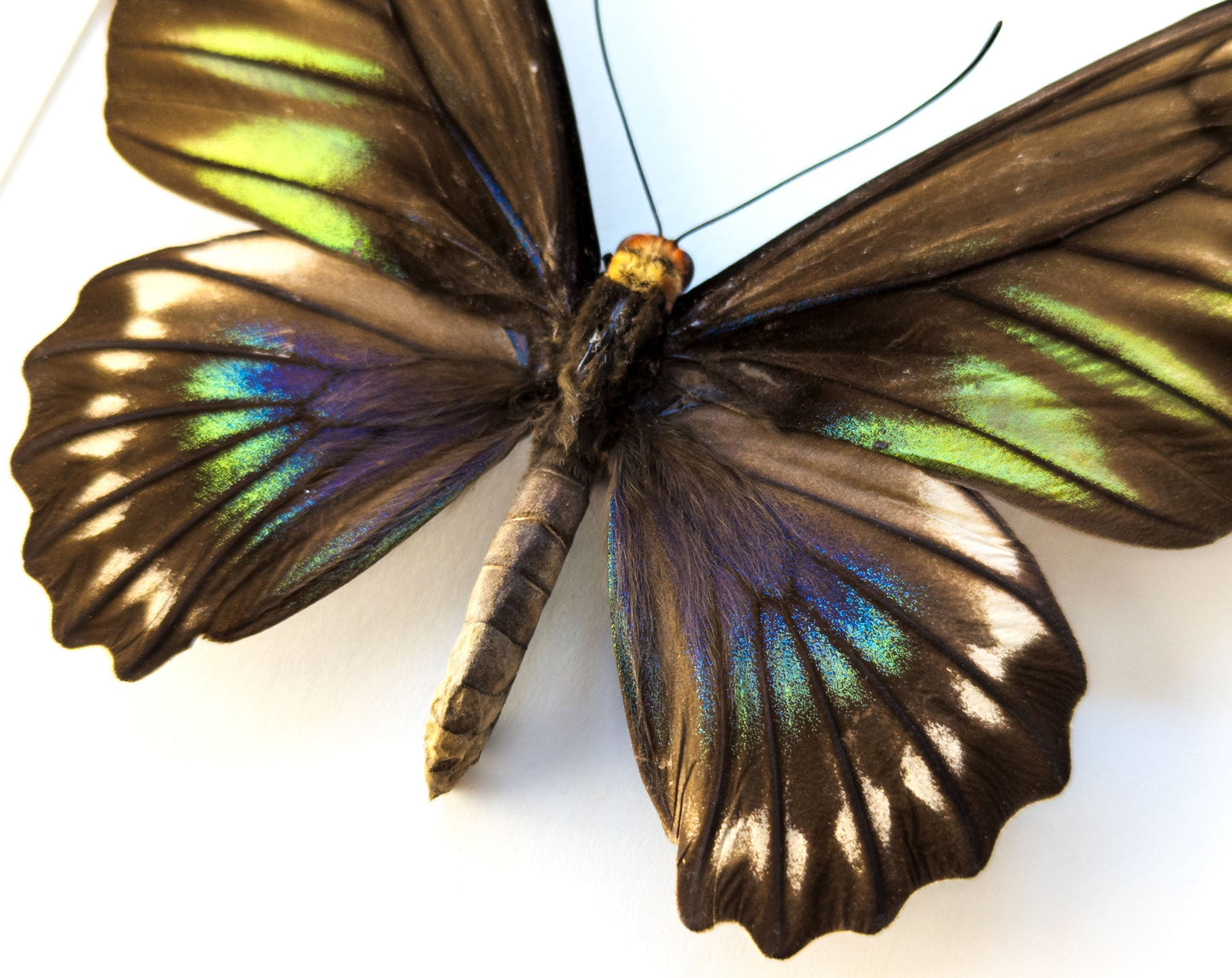 Trogonoptera trojana ♀  Schmetterling InsectArt