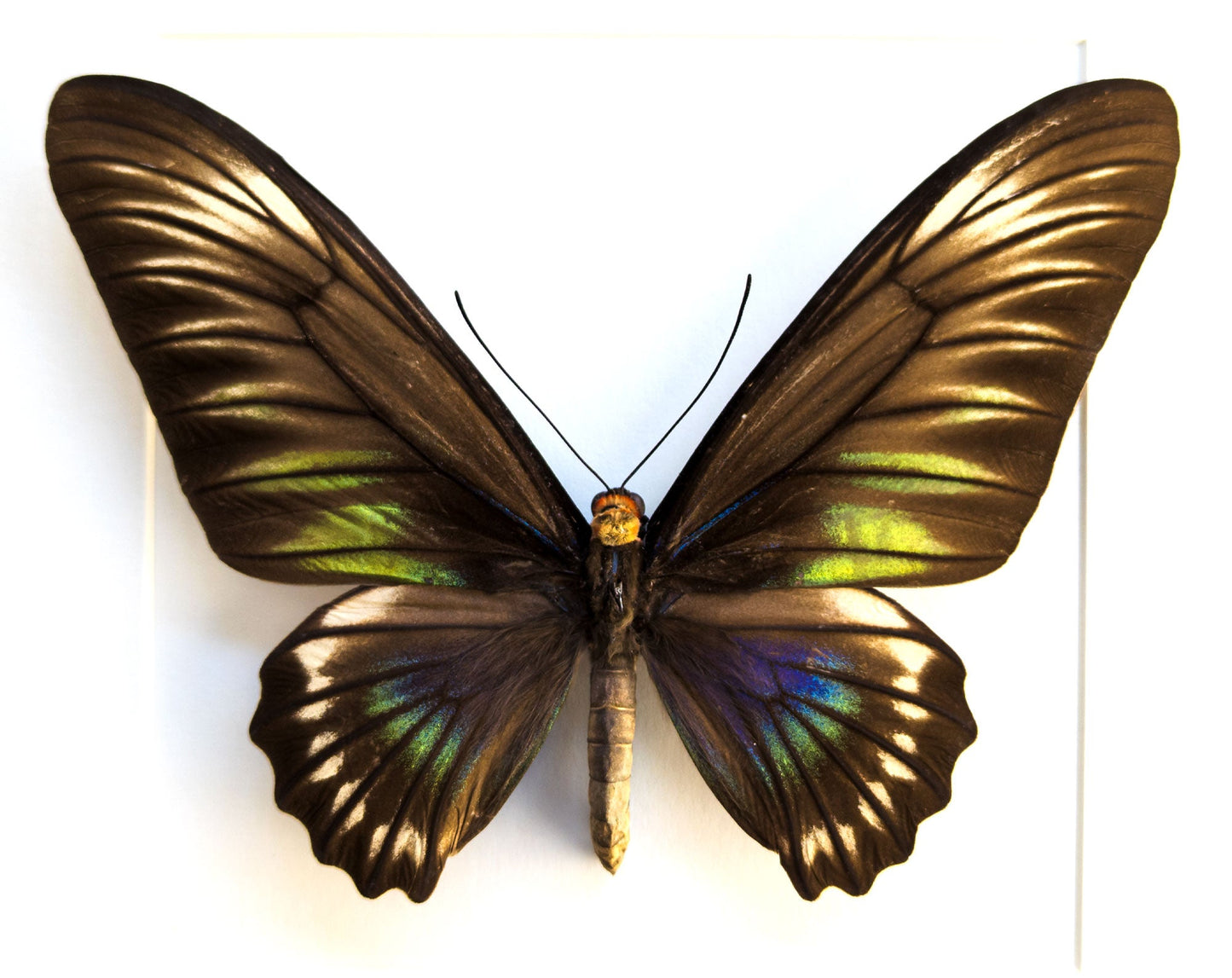 Trogonoptera trojana ♀  Schmetterling InsectArt