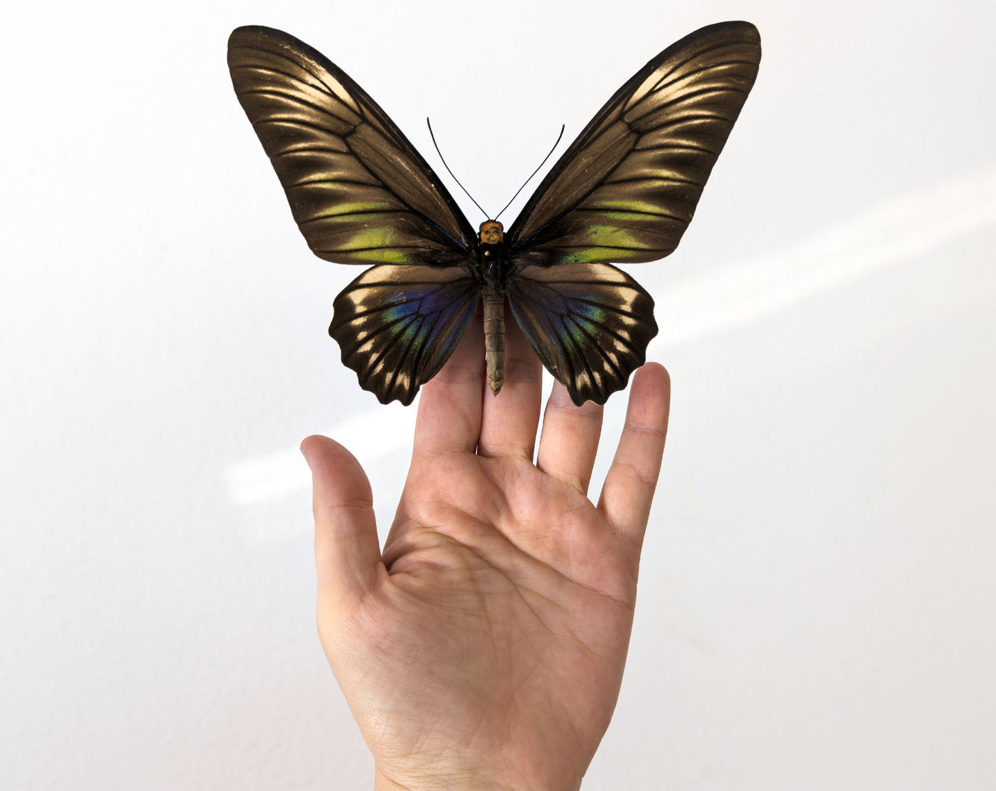 Trogonoptera trojana ♀  Schmetterling InsectArt