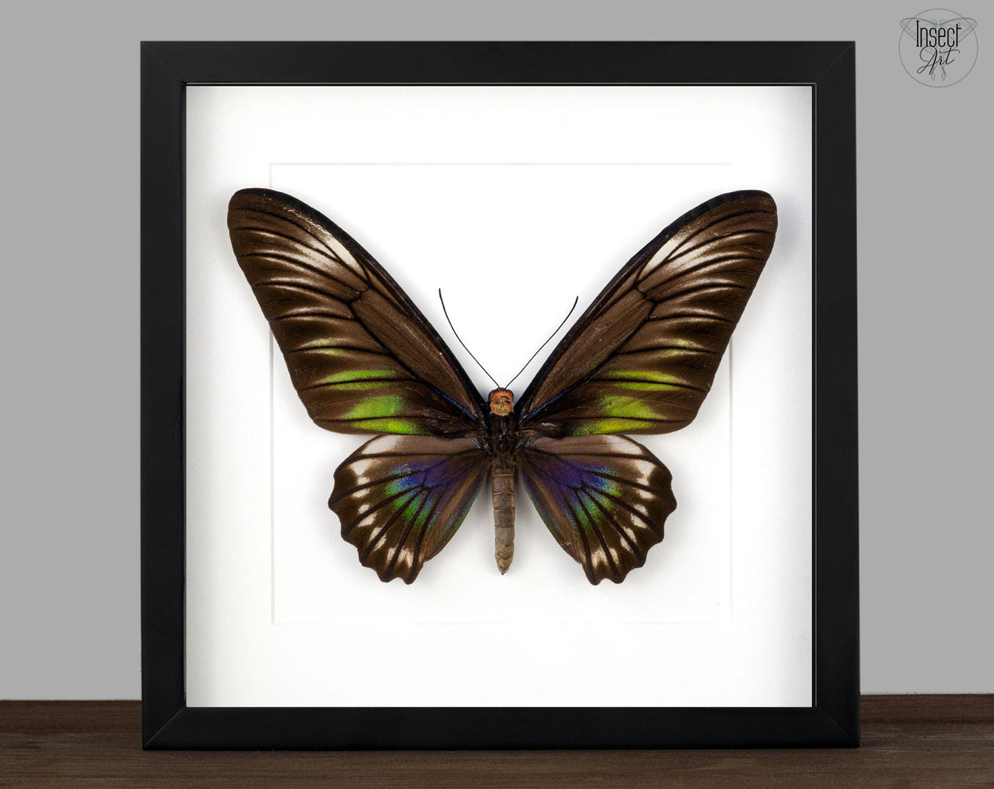 Trogonoptera trojana ♀  Schmetterling InsectArt