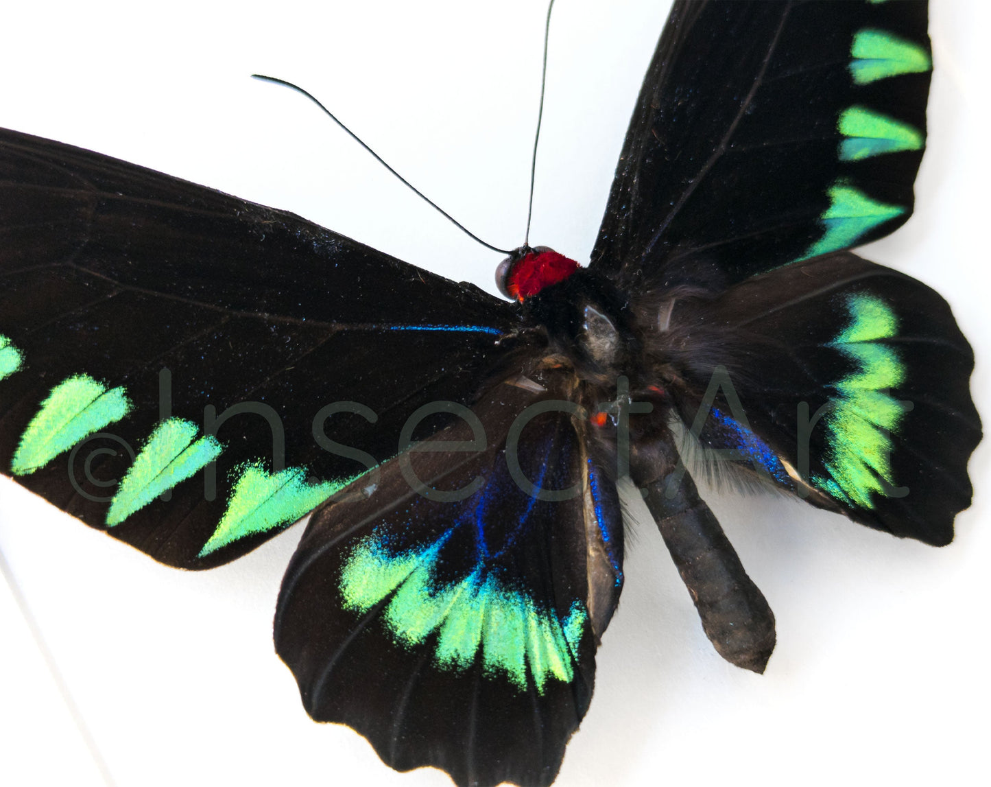 Trogonoptera trojana ♂  Schmetterling InsectArt